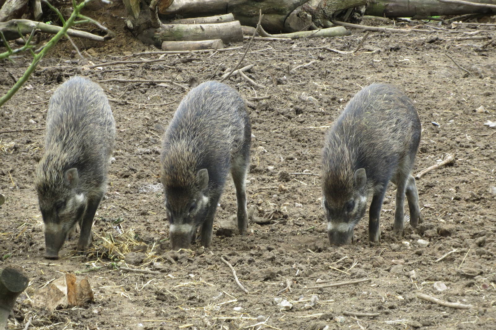 Visayan Warty Pigs 090515