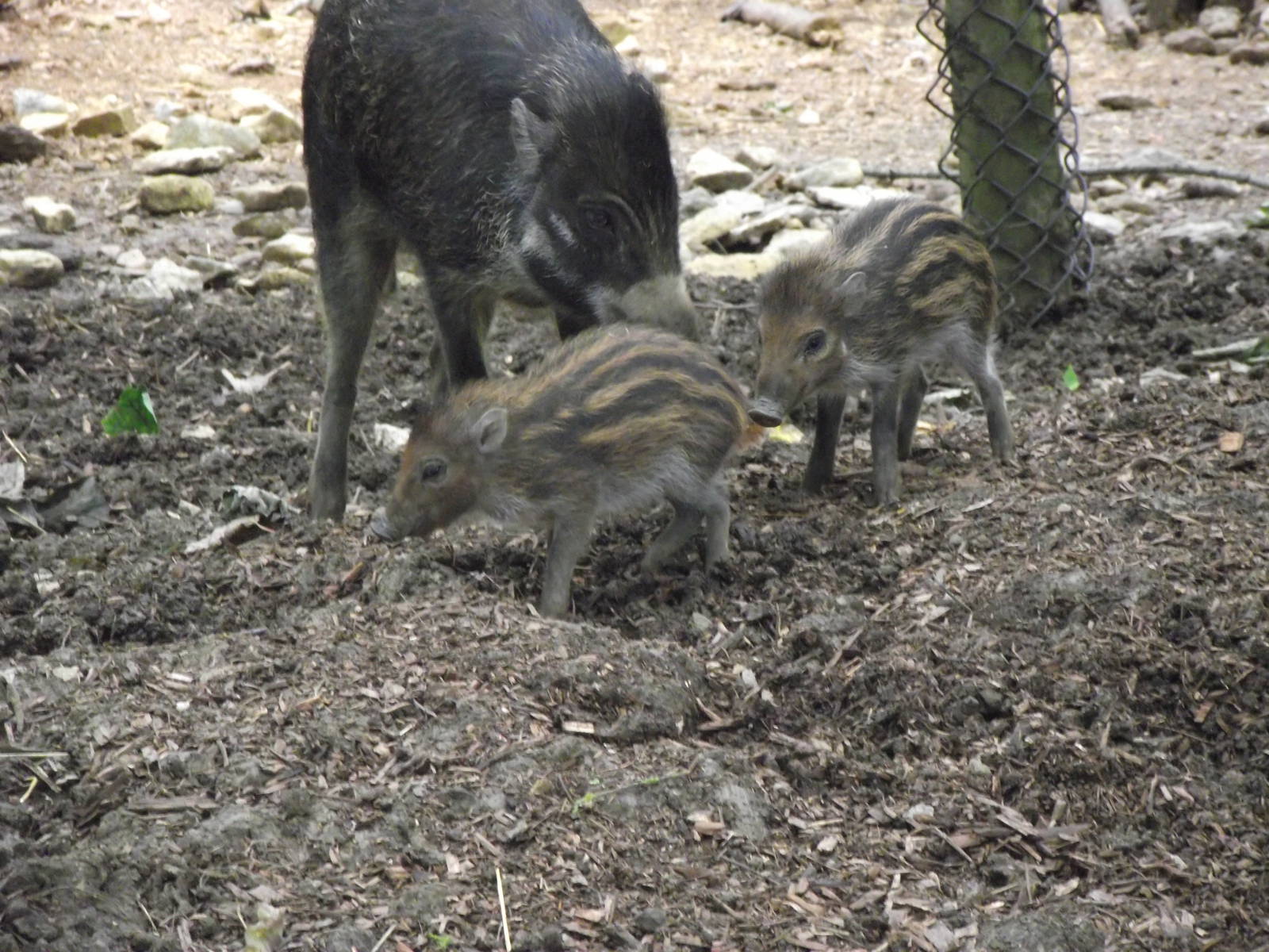 visayan warty pigs 100711