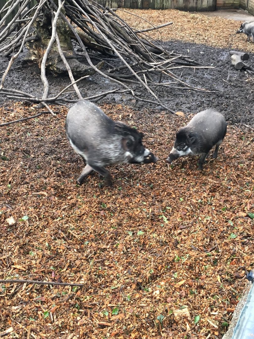 Visayan warty pigs 121216