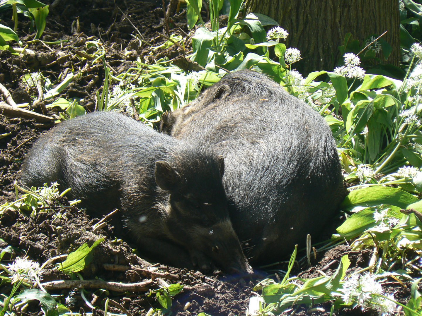 Visayan Warty Pigs - 13 May 2018