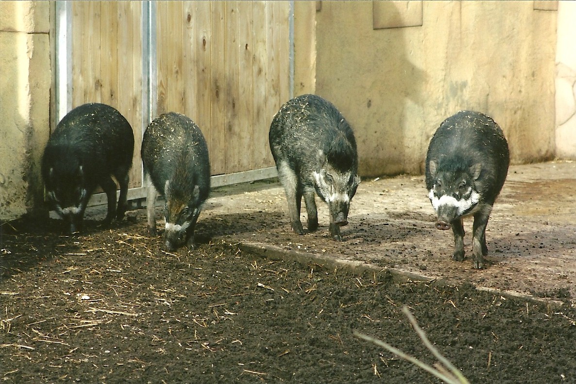 Visayan Warty Pigs, 17th February 2012