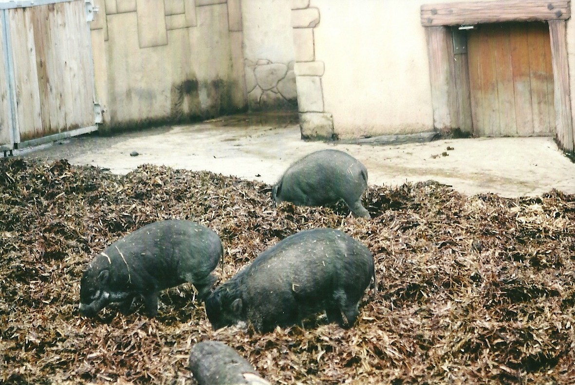 Visayan Warty Pigs 1st November 2012
