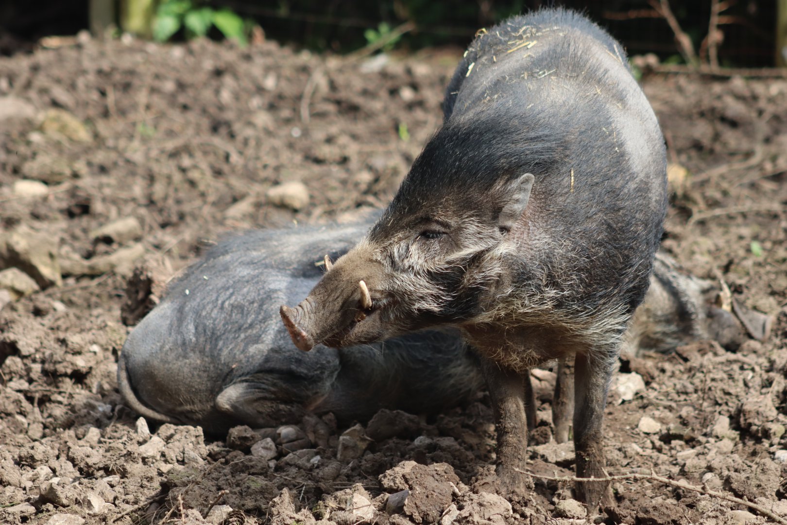 Visayan warty pigs - 20 April 2022