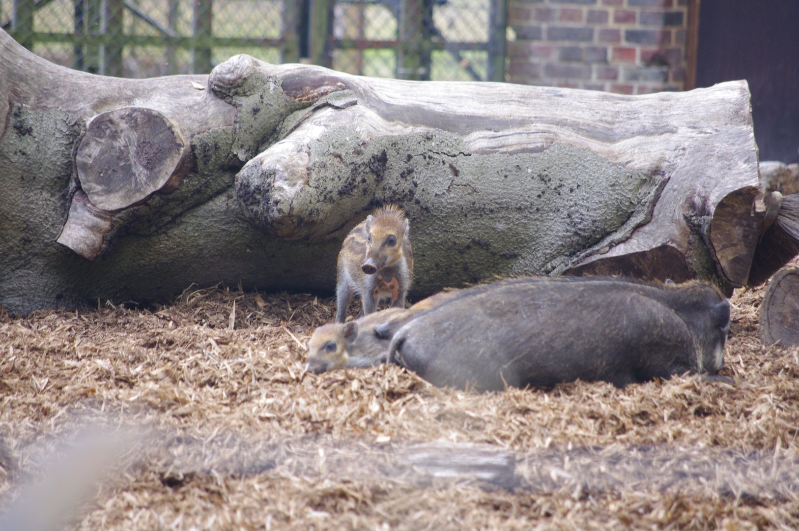 Visayan warty pigs- 21/9/2024