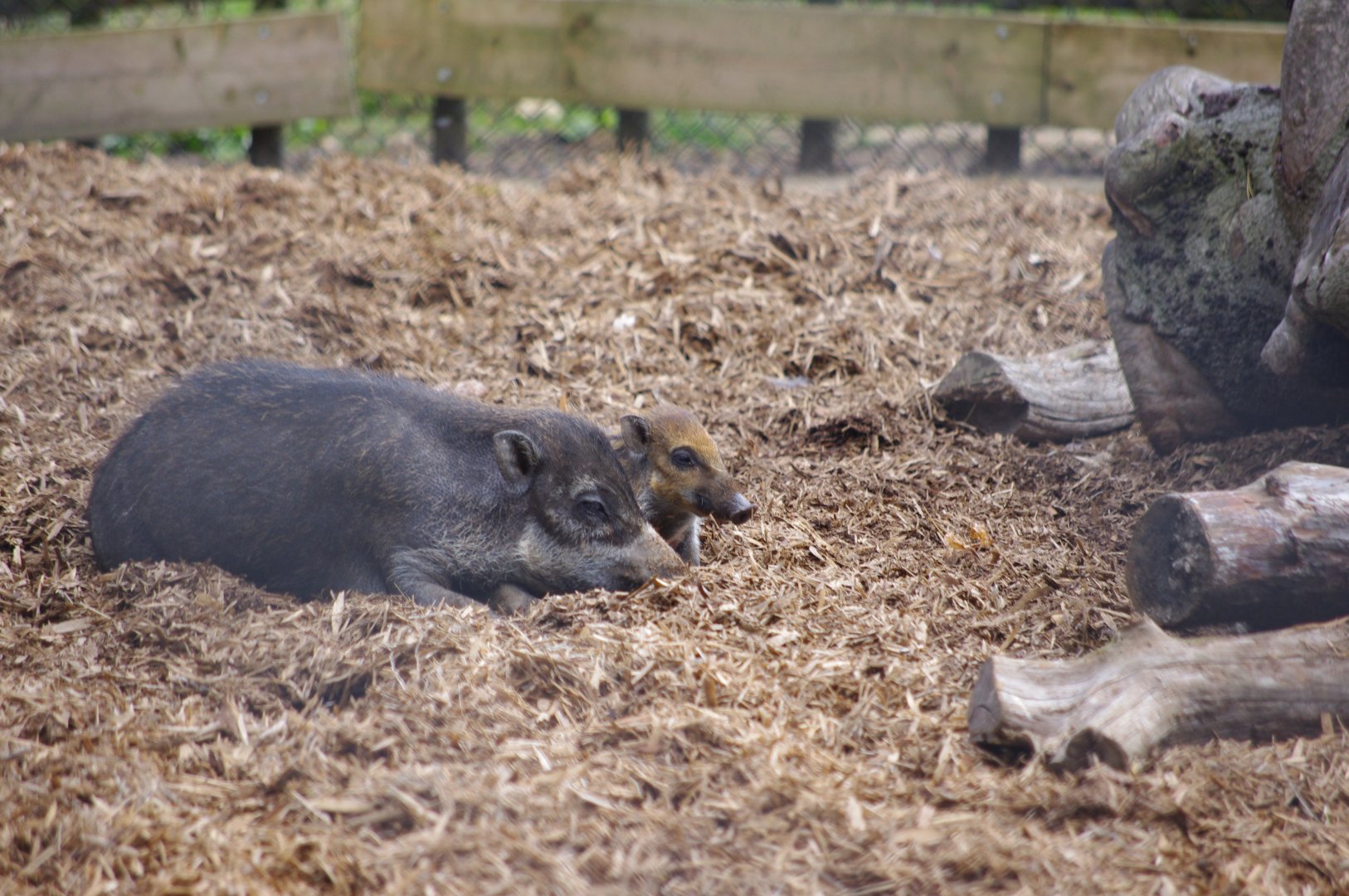 Visayan warty pigs- 21/9/2024