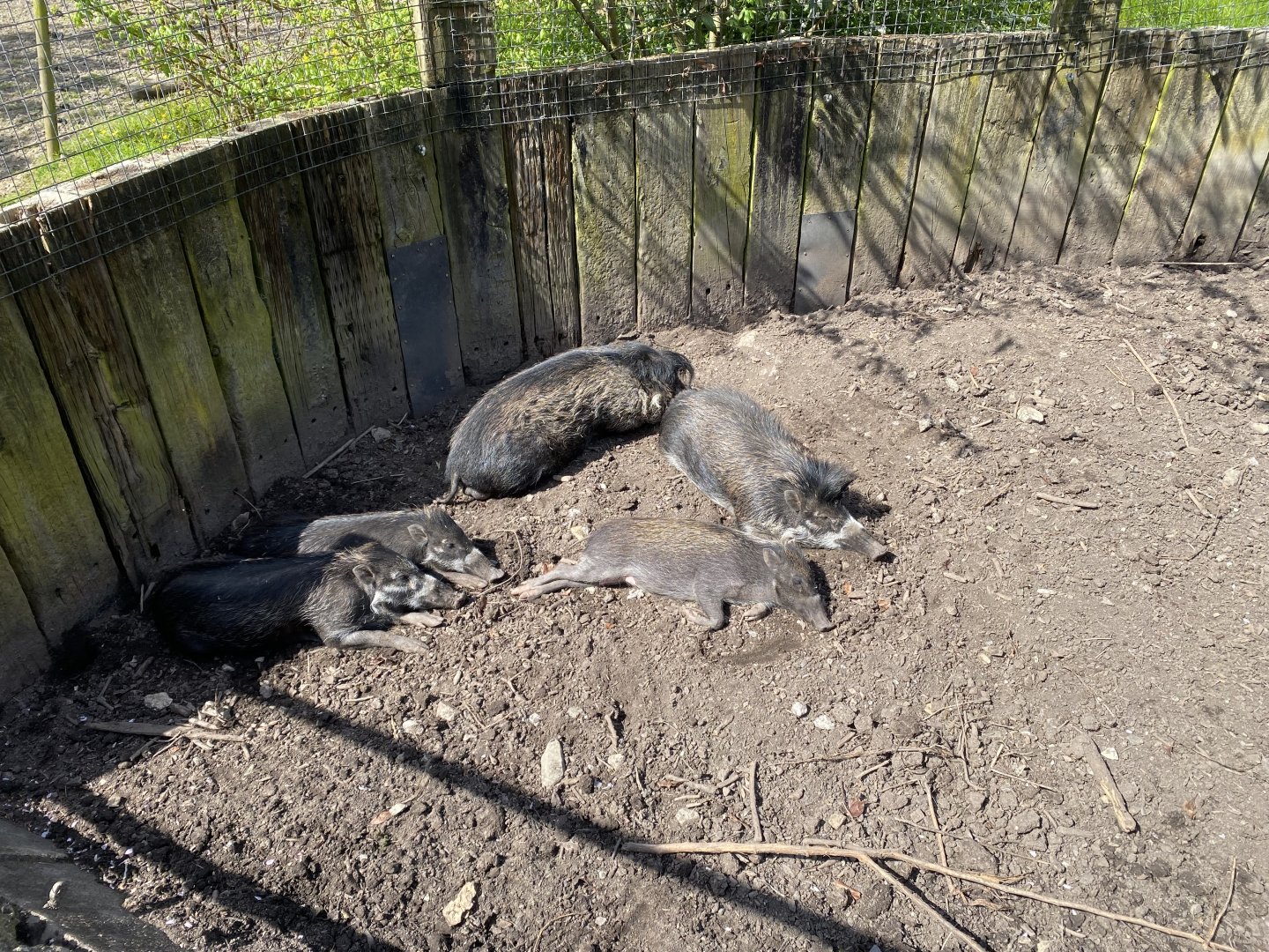 Visayan warty pigs 240424