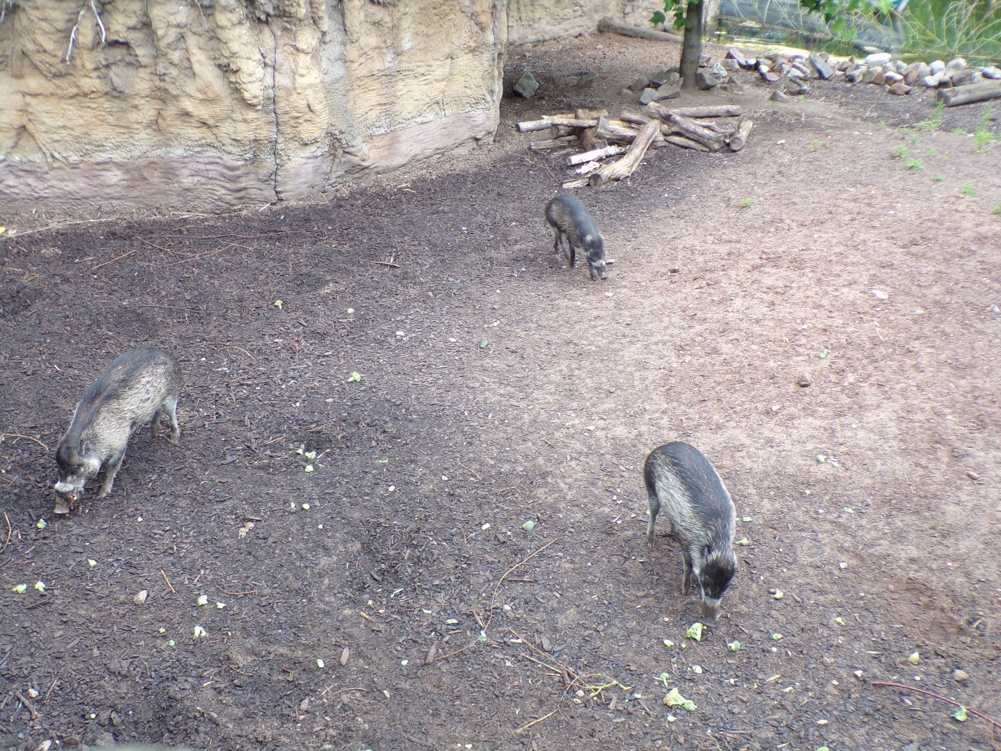 Visayan warty pigs 29.6.24