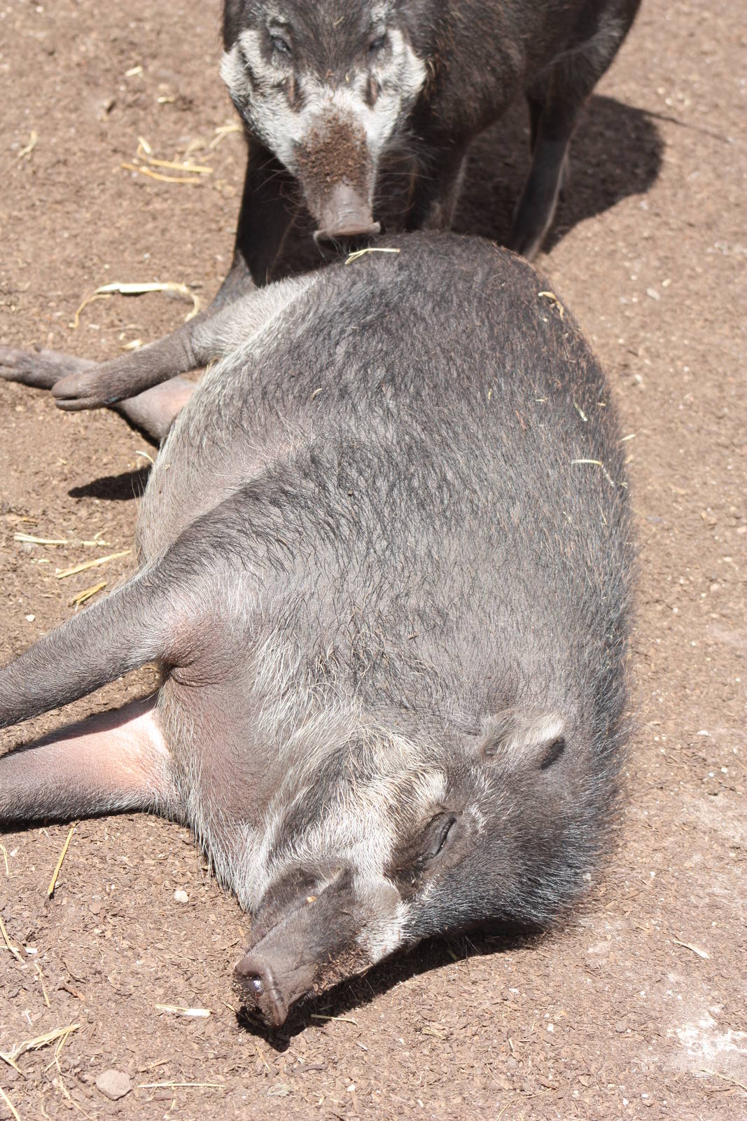 Visayan Warty Pigs, 4th August 2014