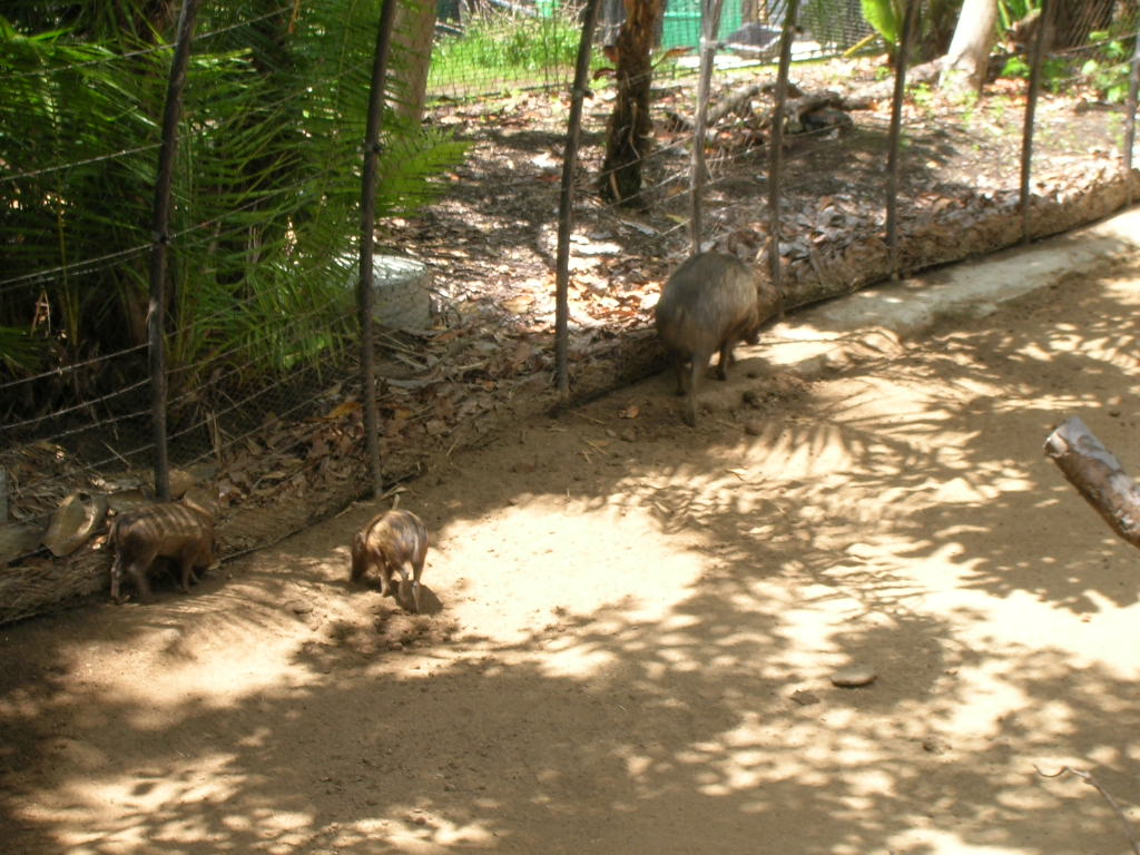 Visayan Warty Pigs 5-18-10