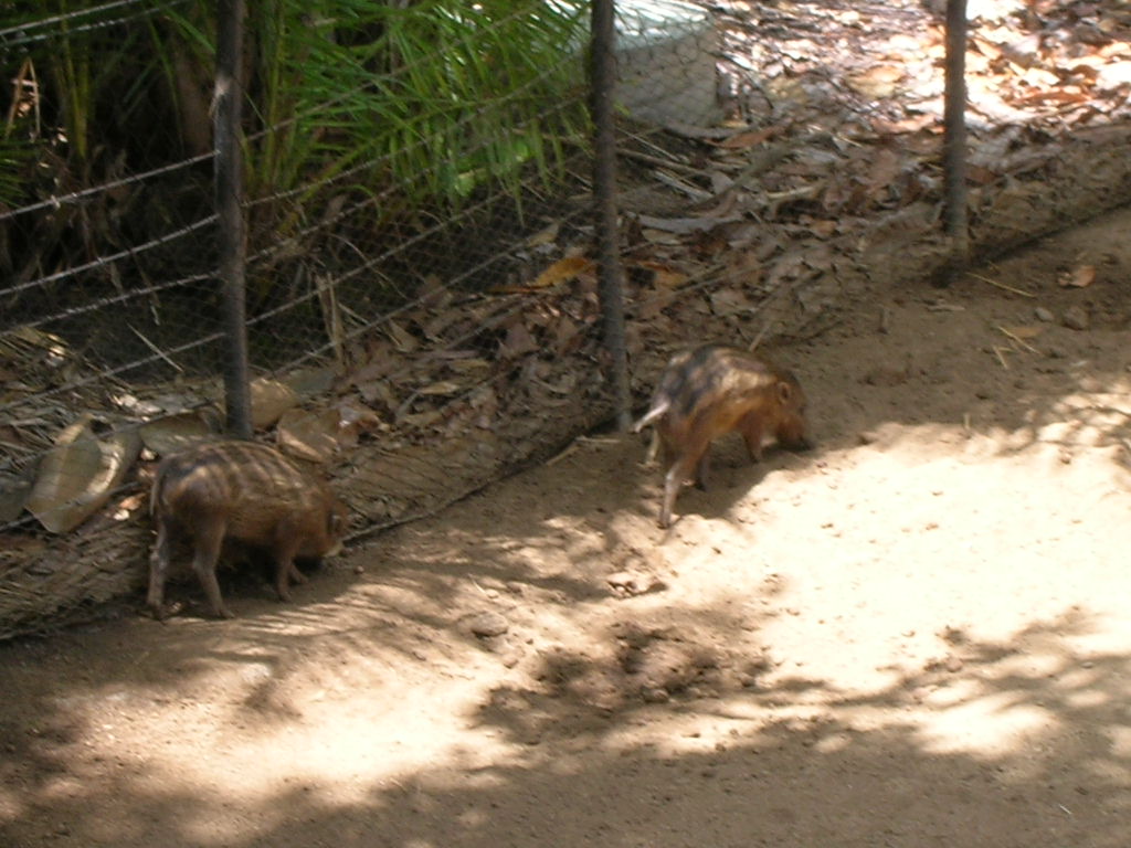 Visayan Warty Pigs 5-18-10
