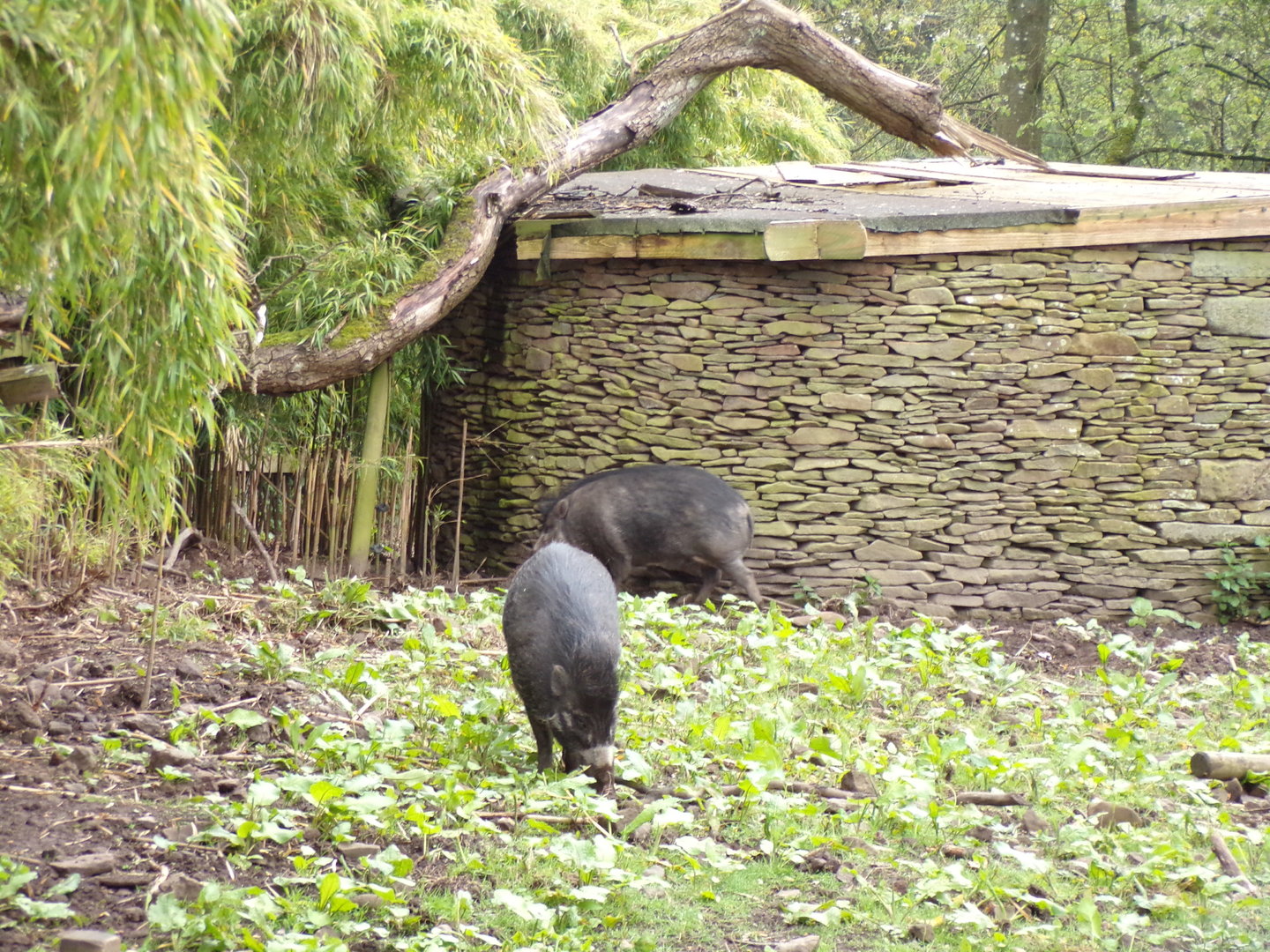 Visayan warty pigs 7.5.23