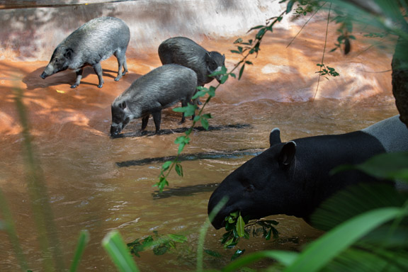 Visayan warty pigs and Malayan tapir