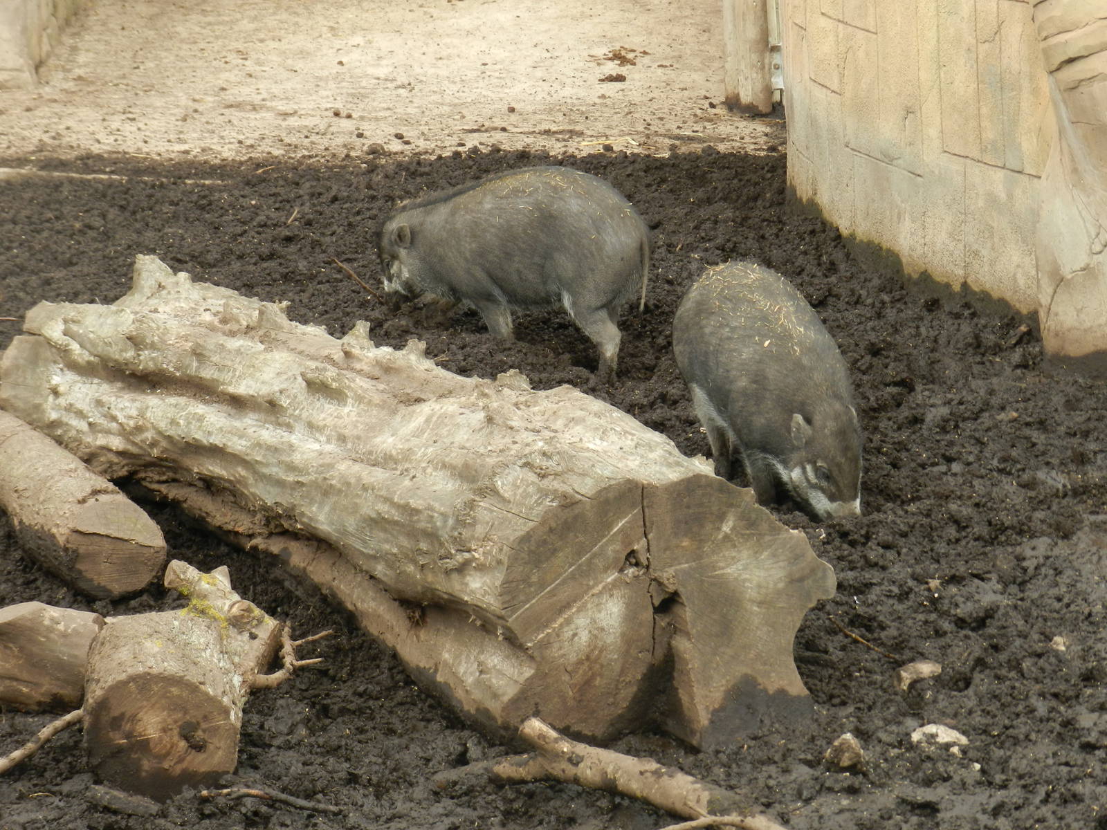 Visayan Warty Pigs at Flamingo Land - 14/10/2012