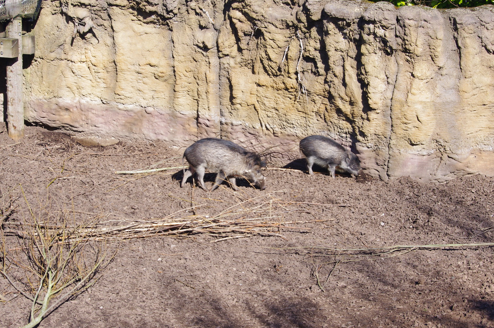 Visayan Warty Pigs- Chester Zoo 4/4/2023
