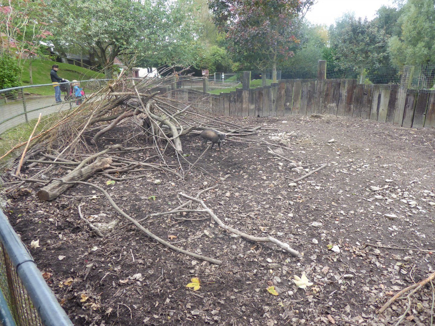 Visayan warty pigs enclosure 081018