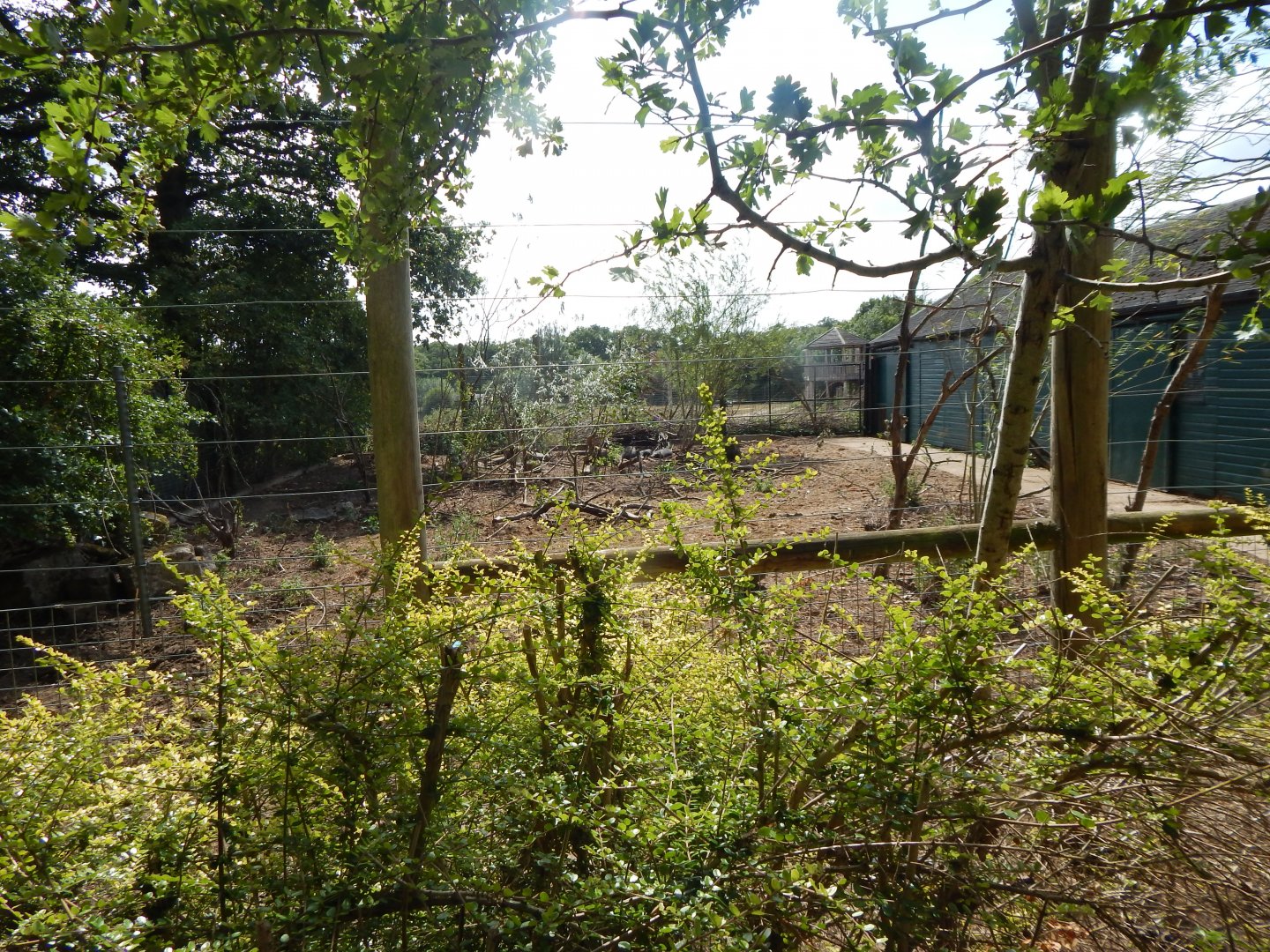 Visayan warty pigs enclosure 150725