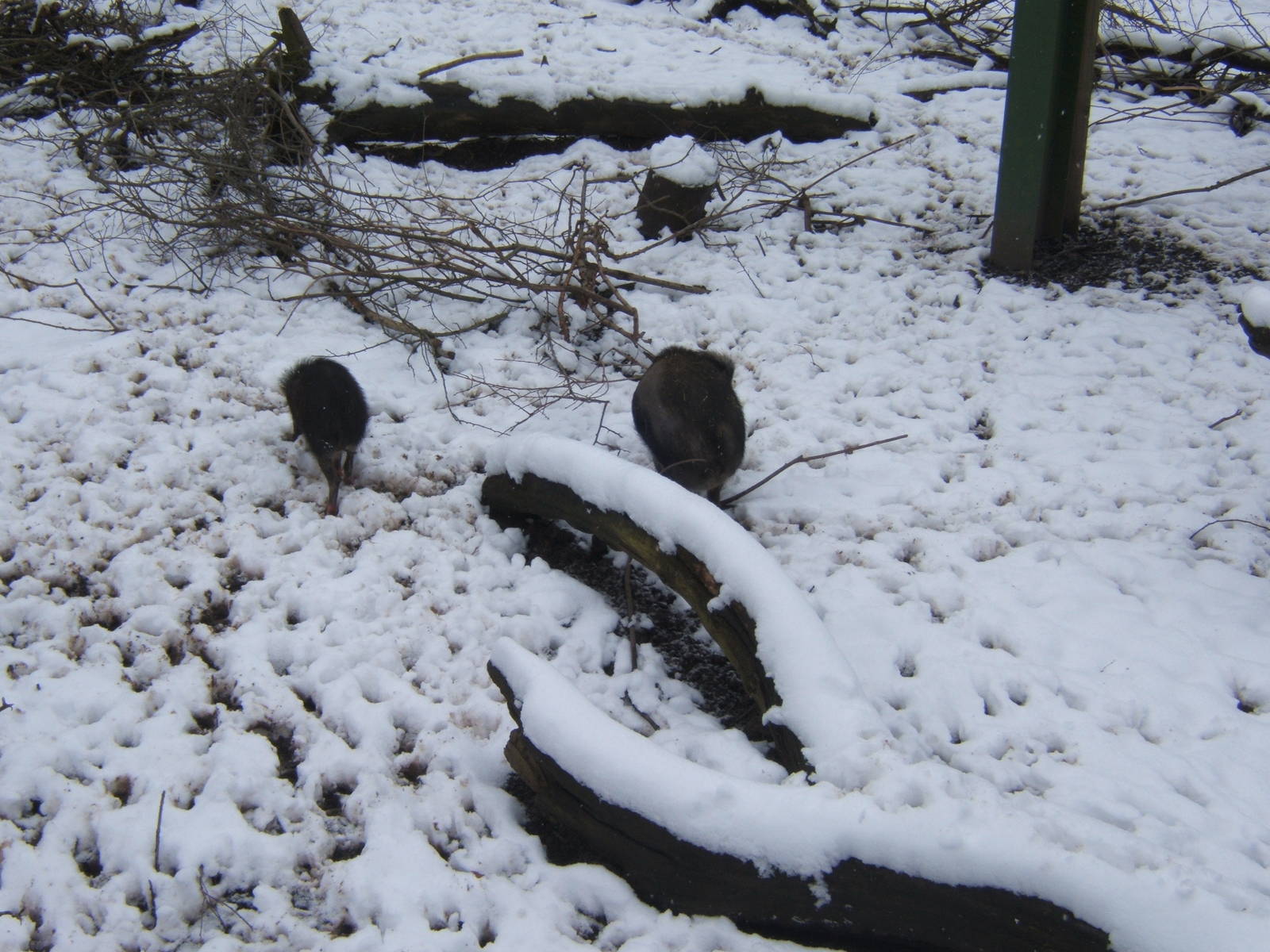 Visayan Warty Pigs in snow