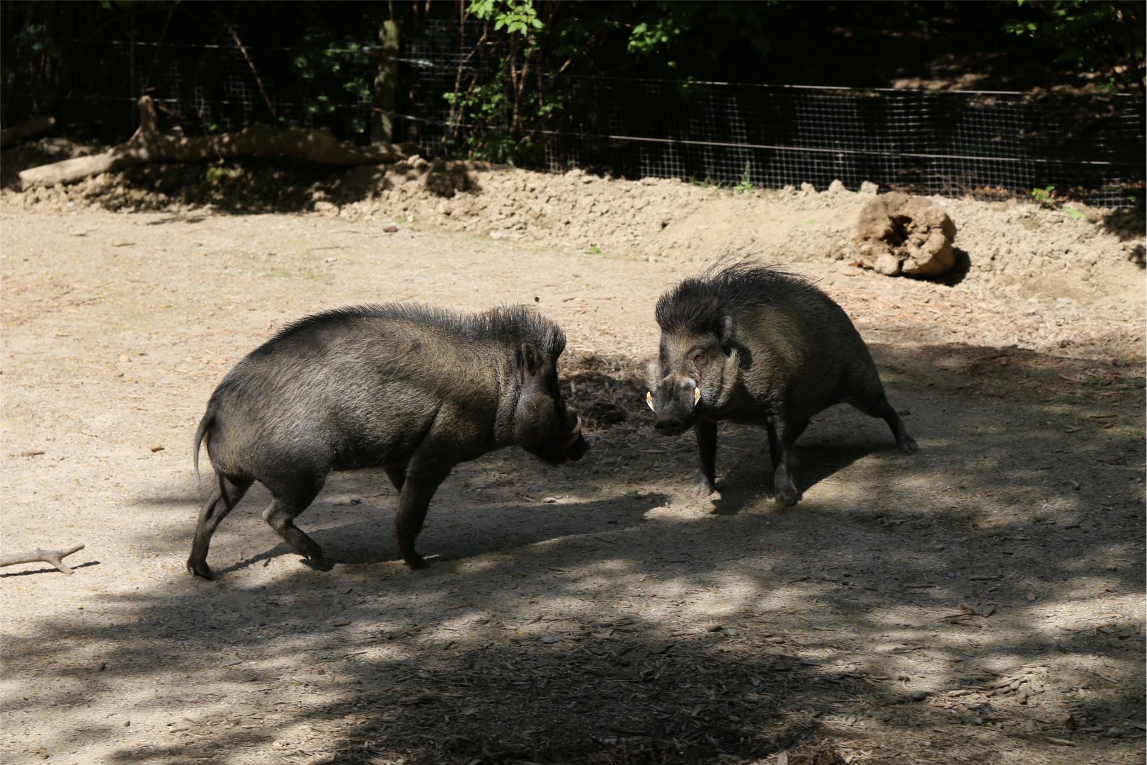 Visayan Warty Pigs, June 2015