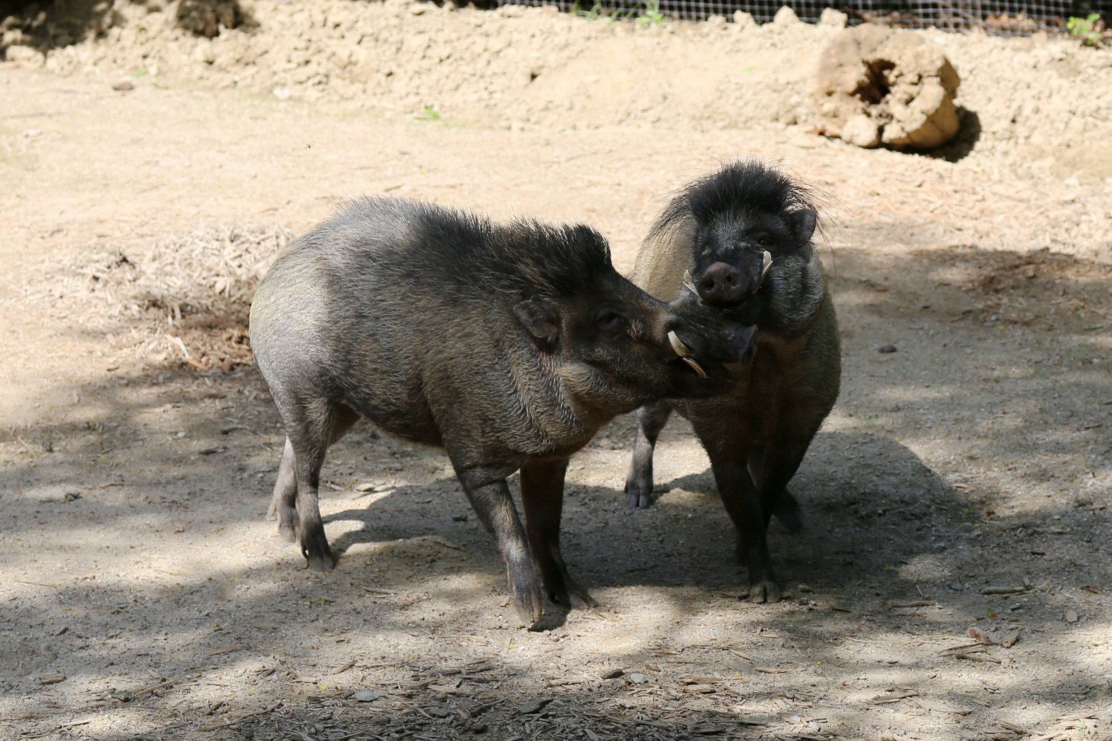 Visayan Warty Pigs, June 2015