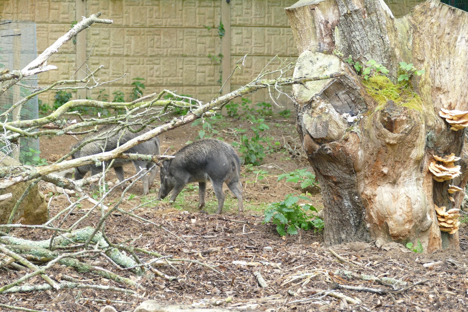 Visayan warty pigs, June 2018