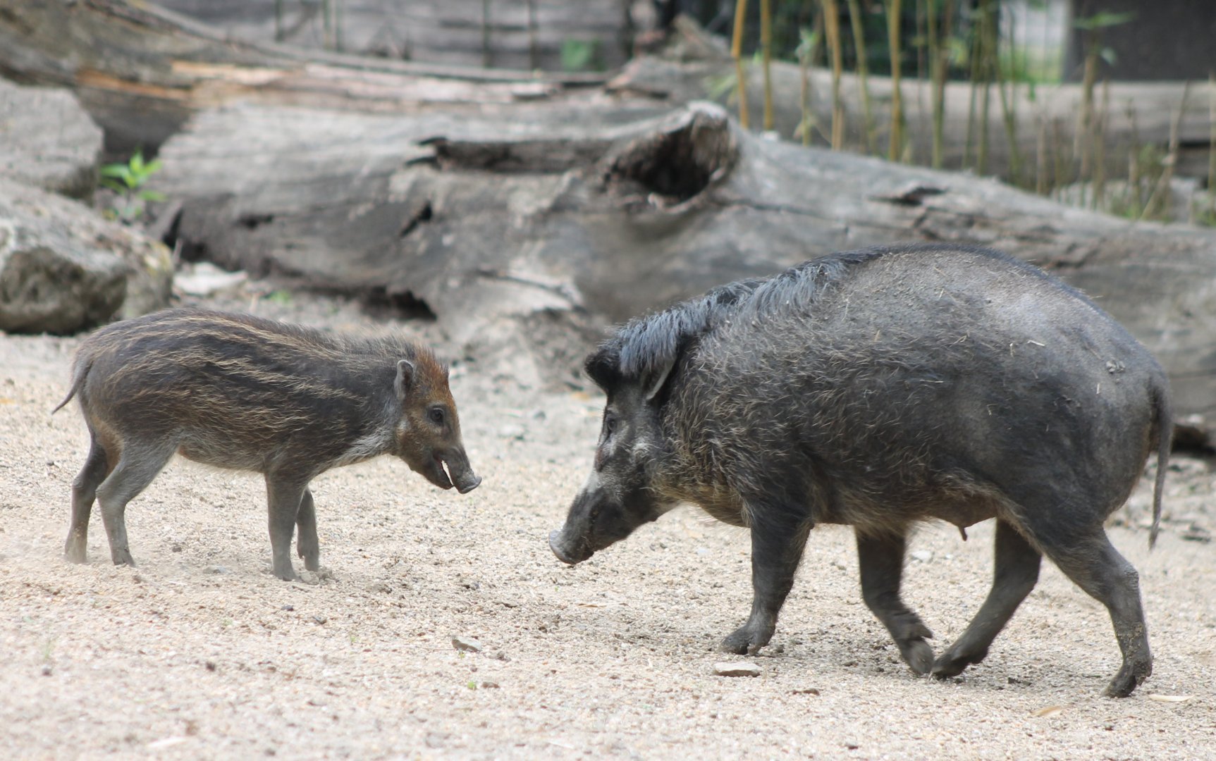 Visayan warty pigs - mother and piglet