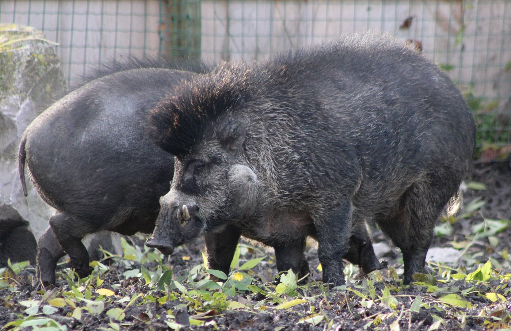 Visayan warty pigs - pair