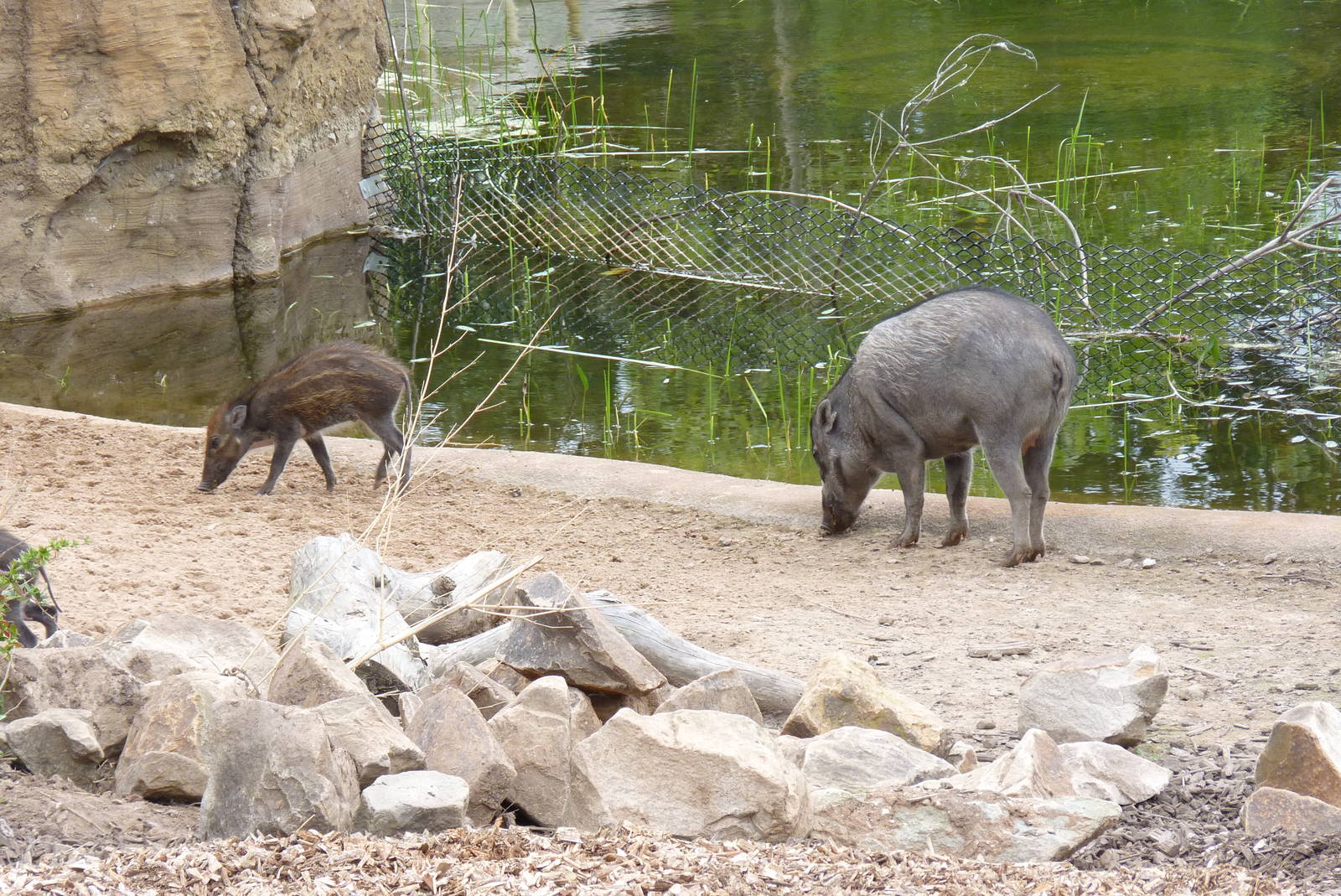 Visayan warty pigs, September 2016
