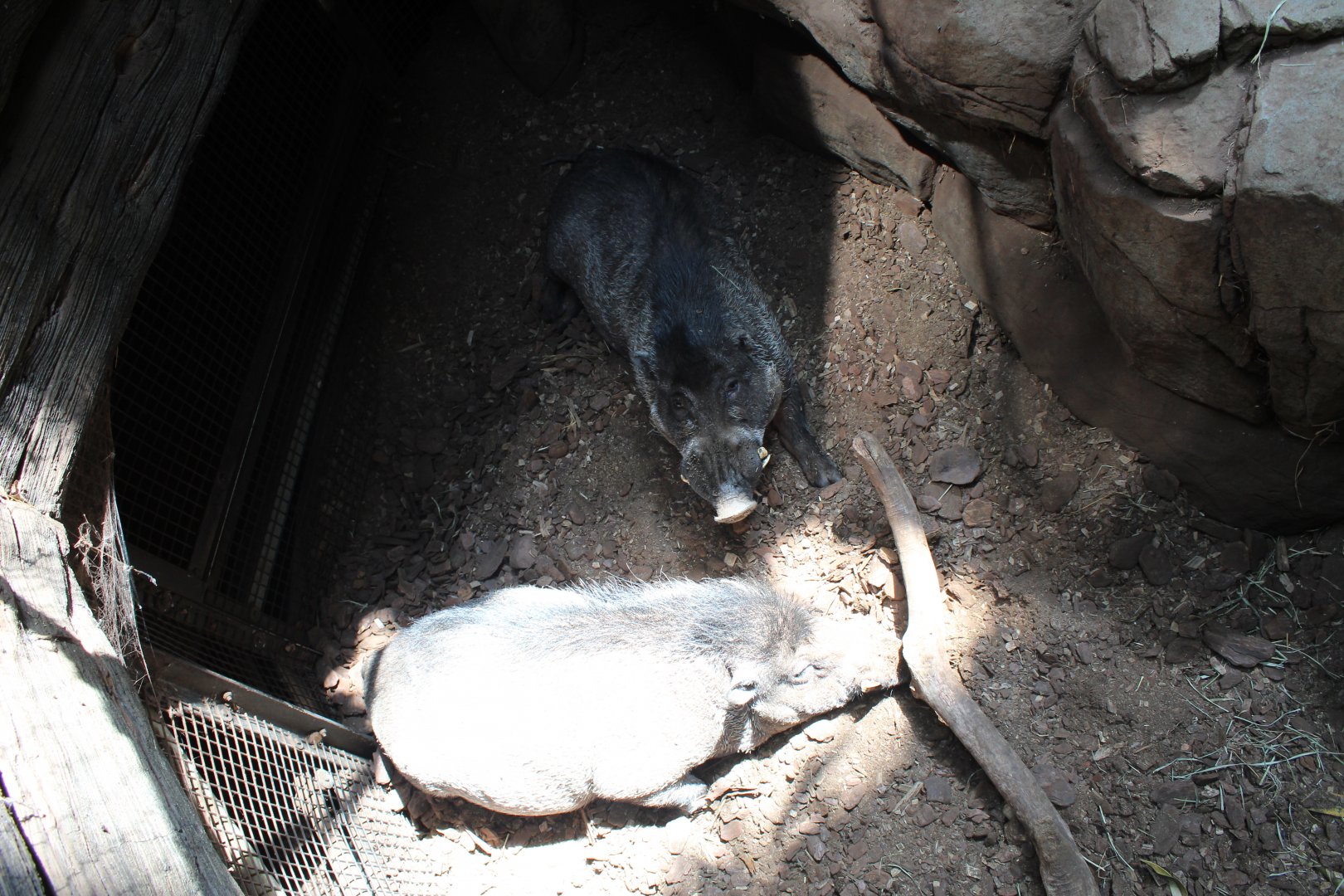Visayan Warty Pigs - Tropics Trail