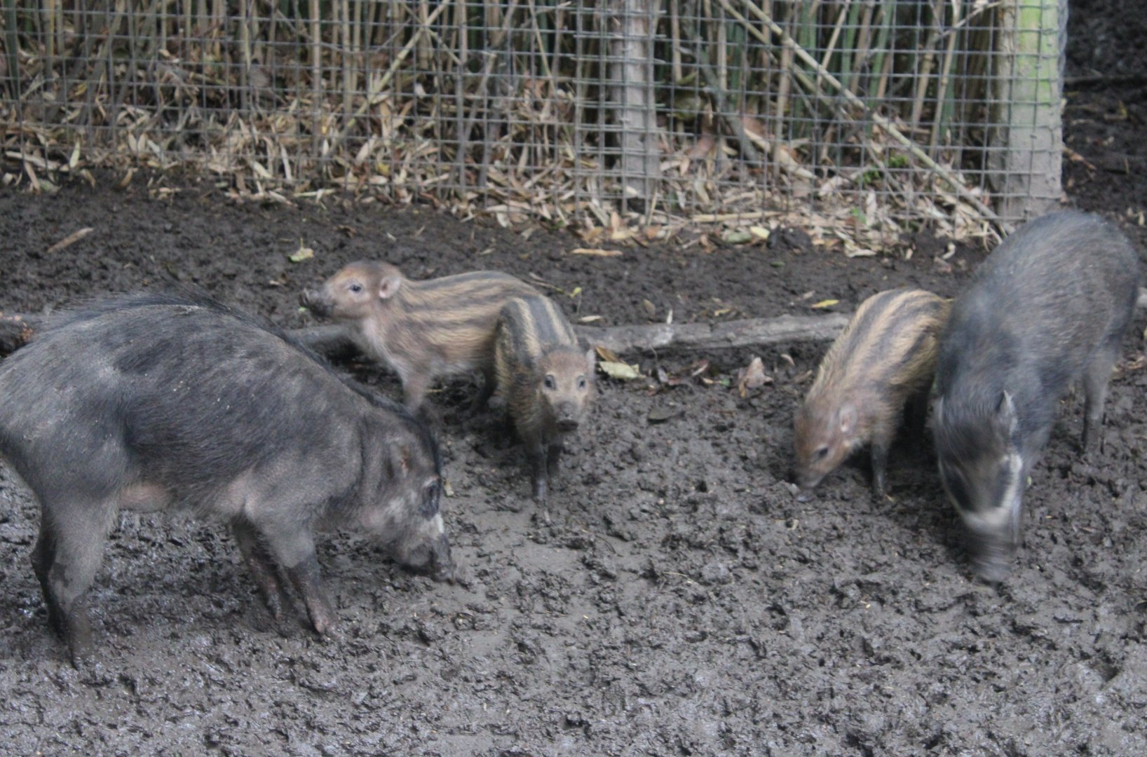 Visayan warty pigs with piglets