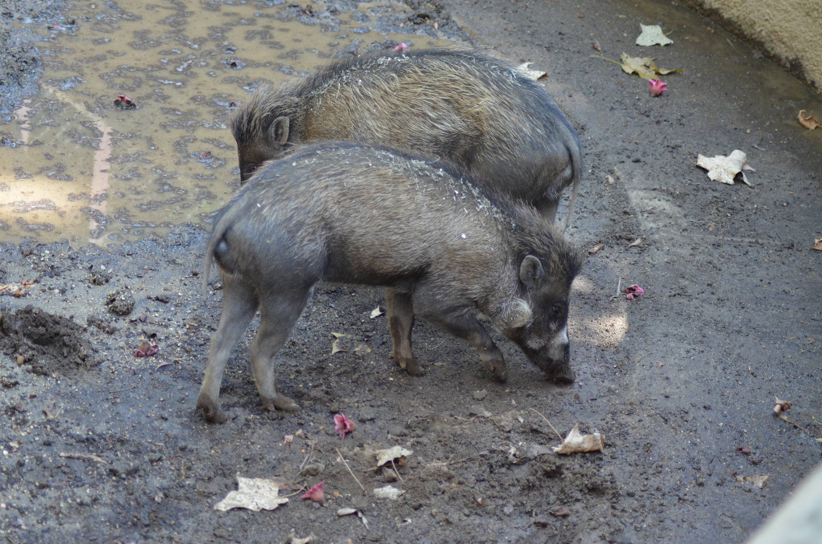 Visayan Warty Pigs