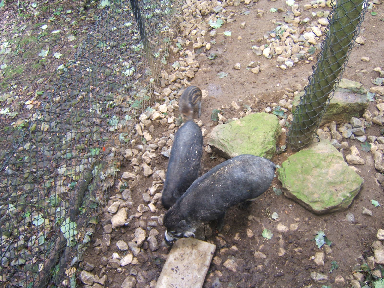 Visayan Warty Pigs