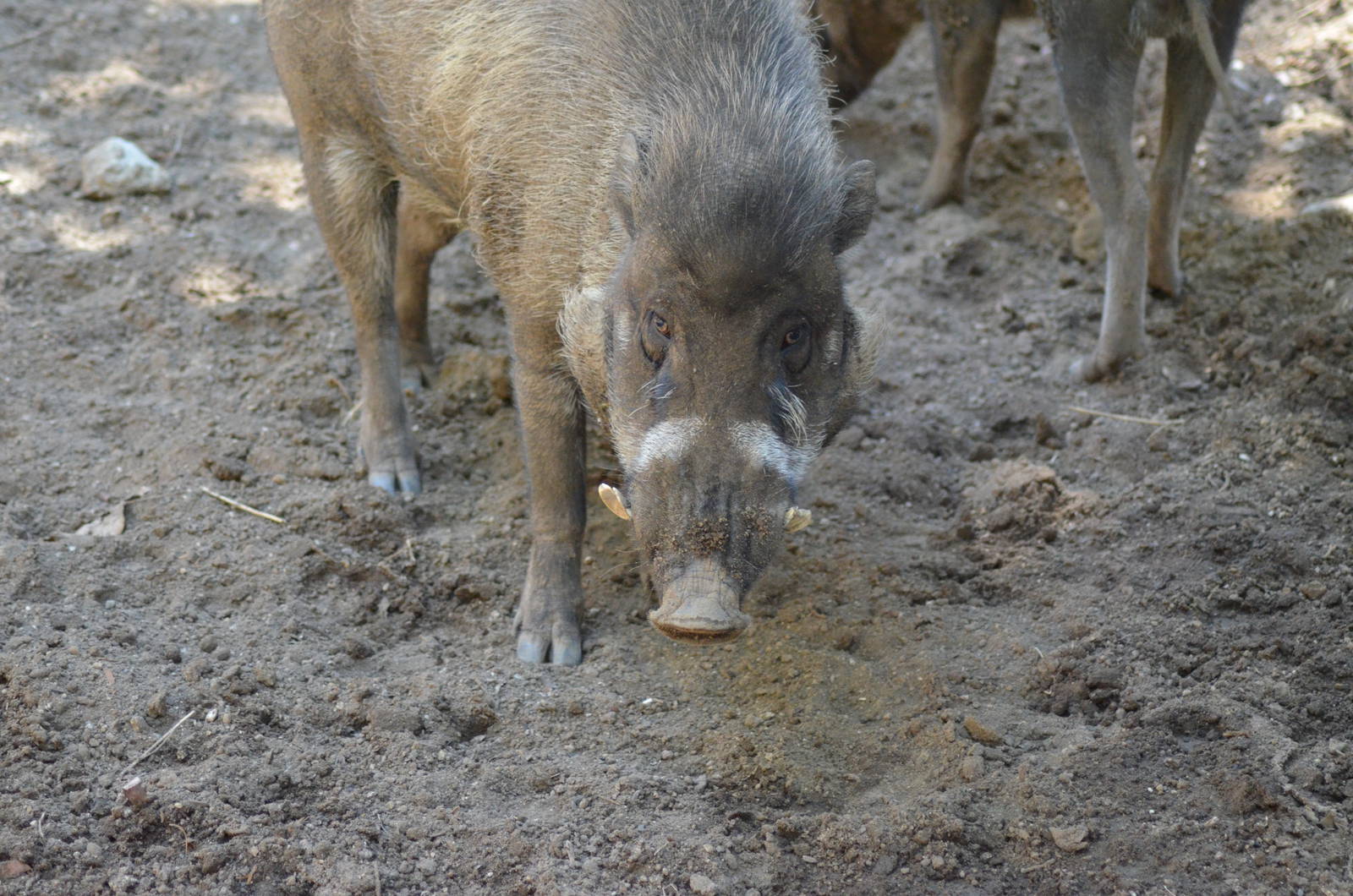 Visayan Warty Pigs