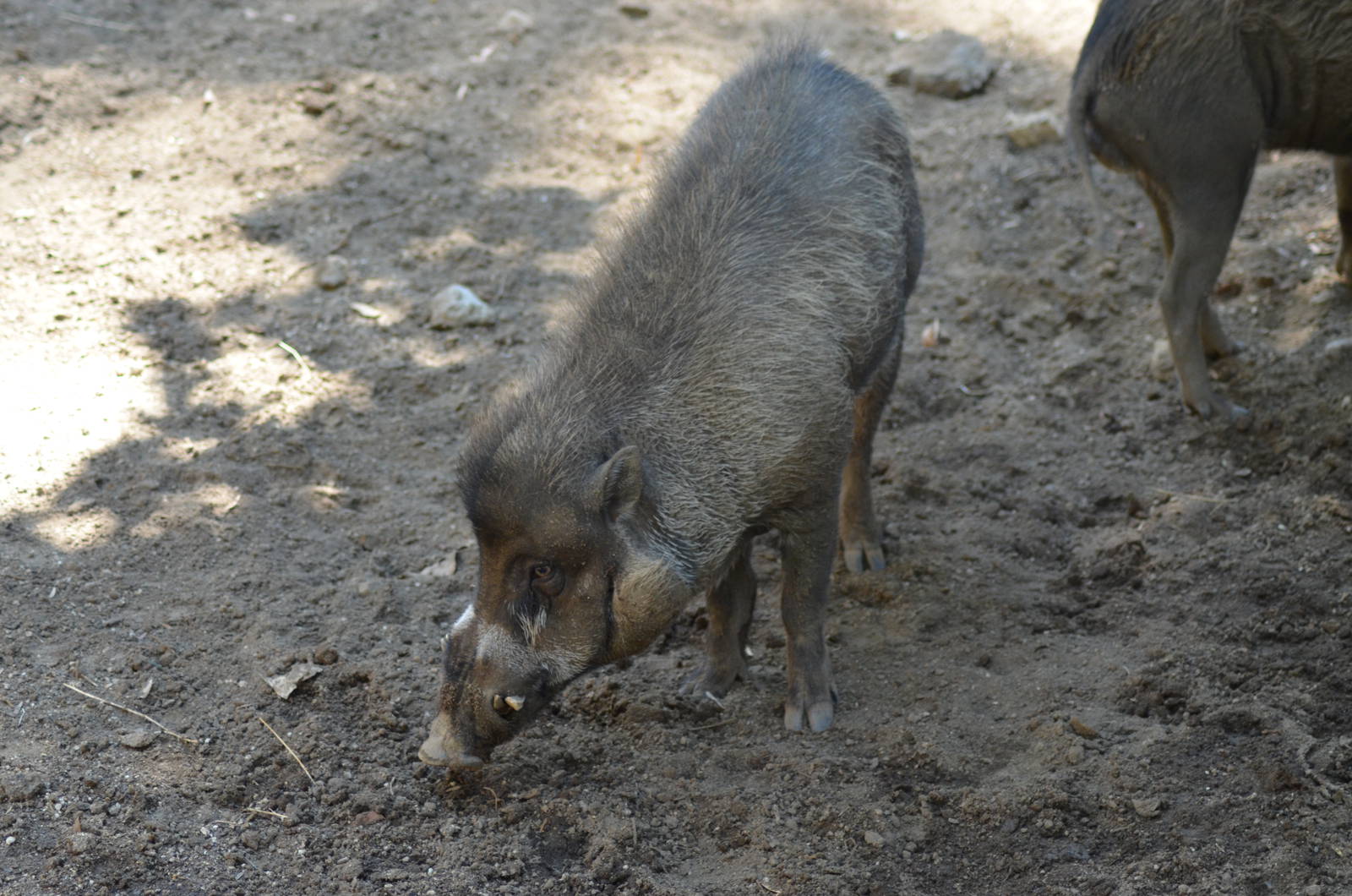 Visayan Warty Pigs