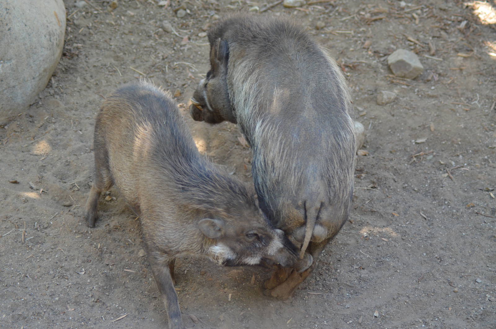 Visayan Warty Pigs