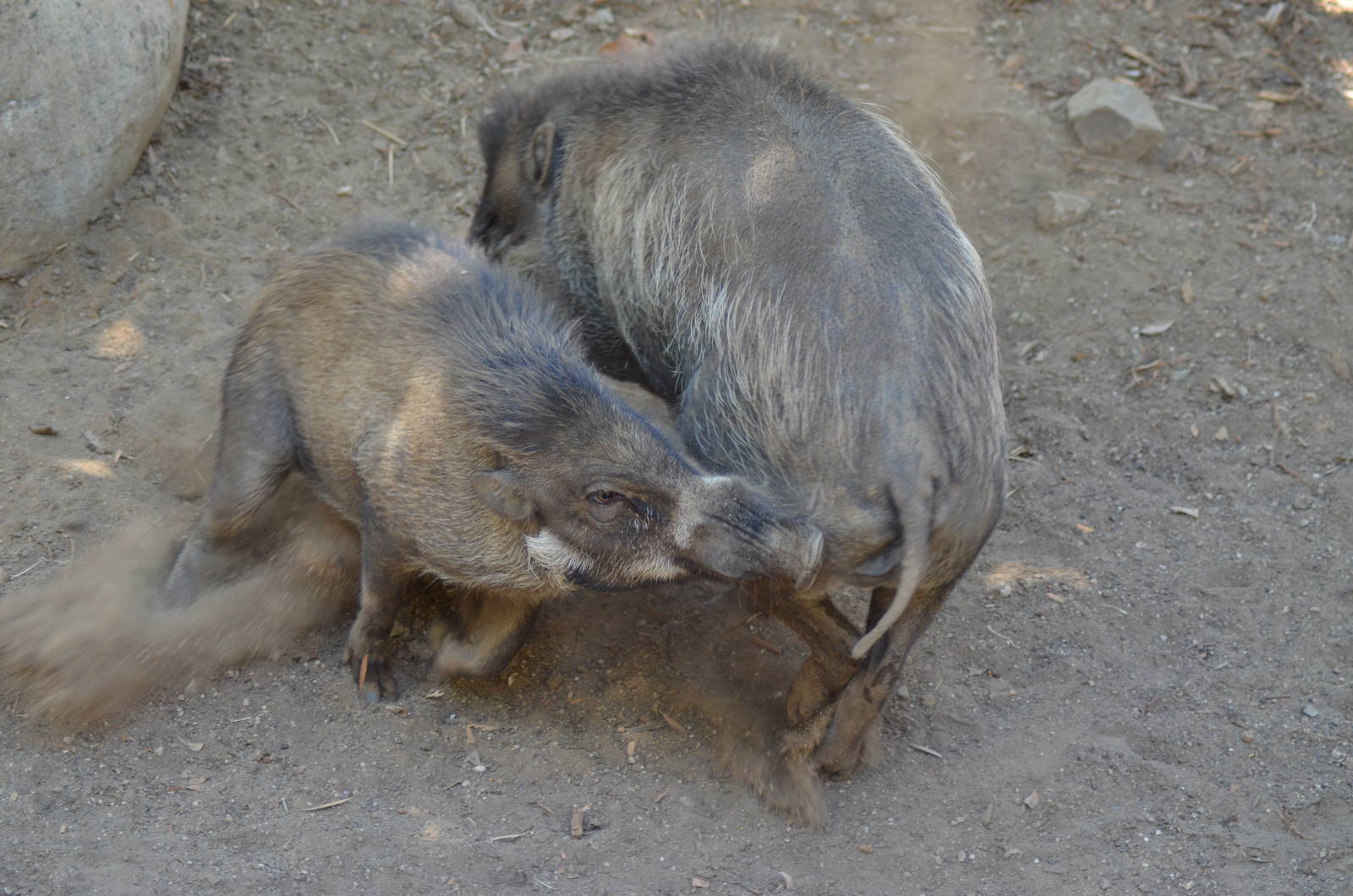 Visayan Warty Pigs