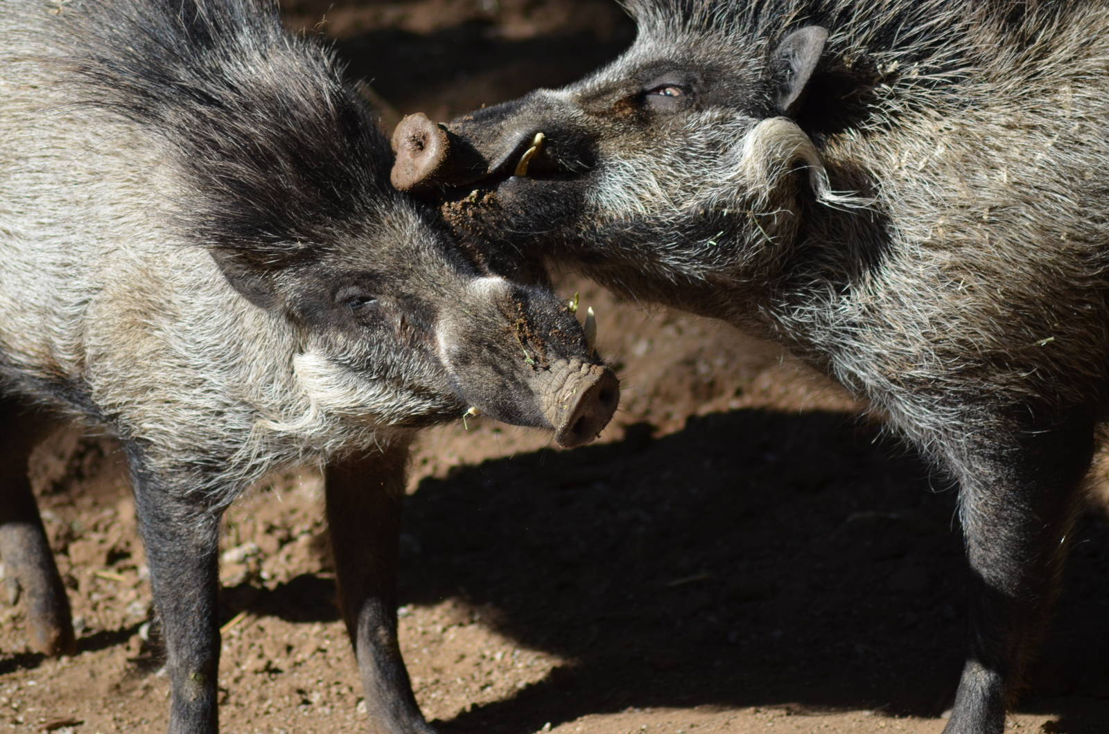 Visayan Warty Pigs