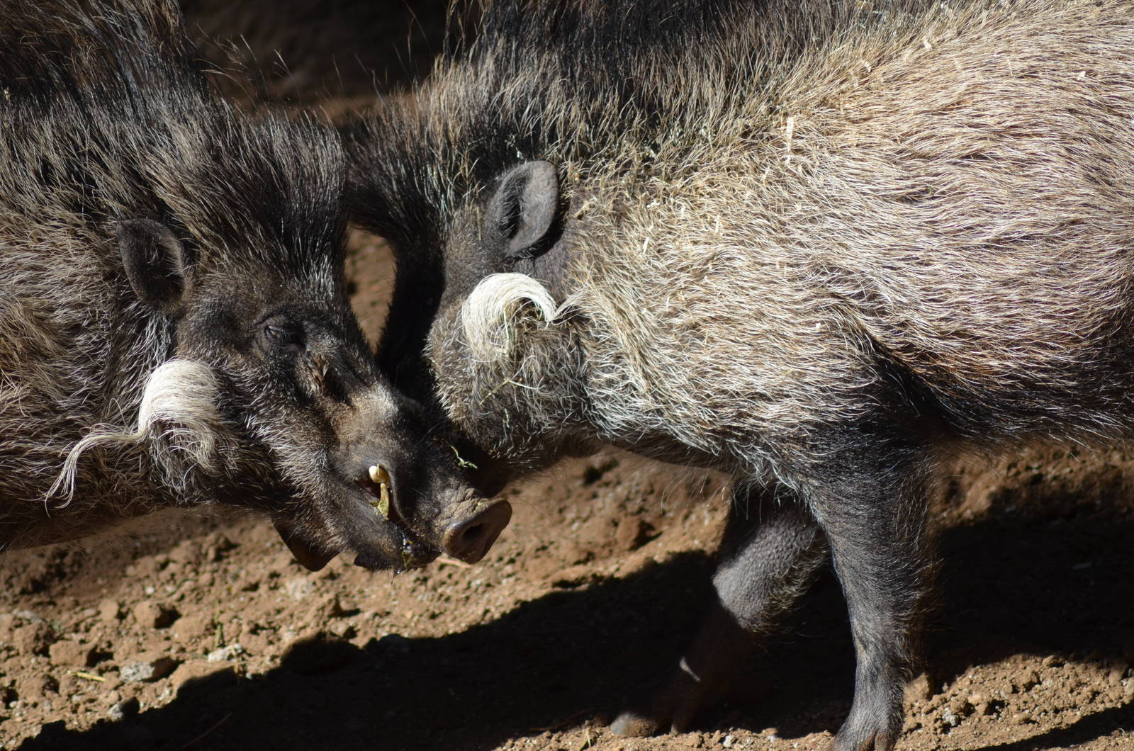 Visayan Warty Pigs