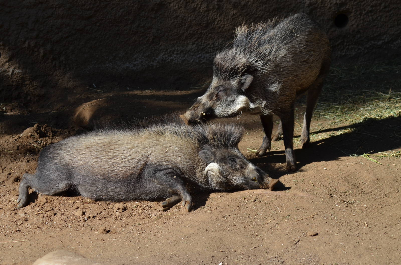 Visayan Warty Pigs