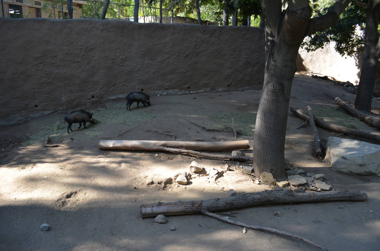 Visayan Warty Pigs