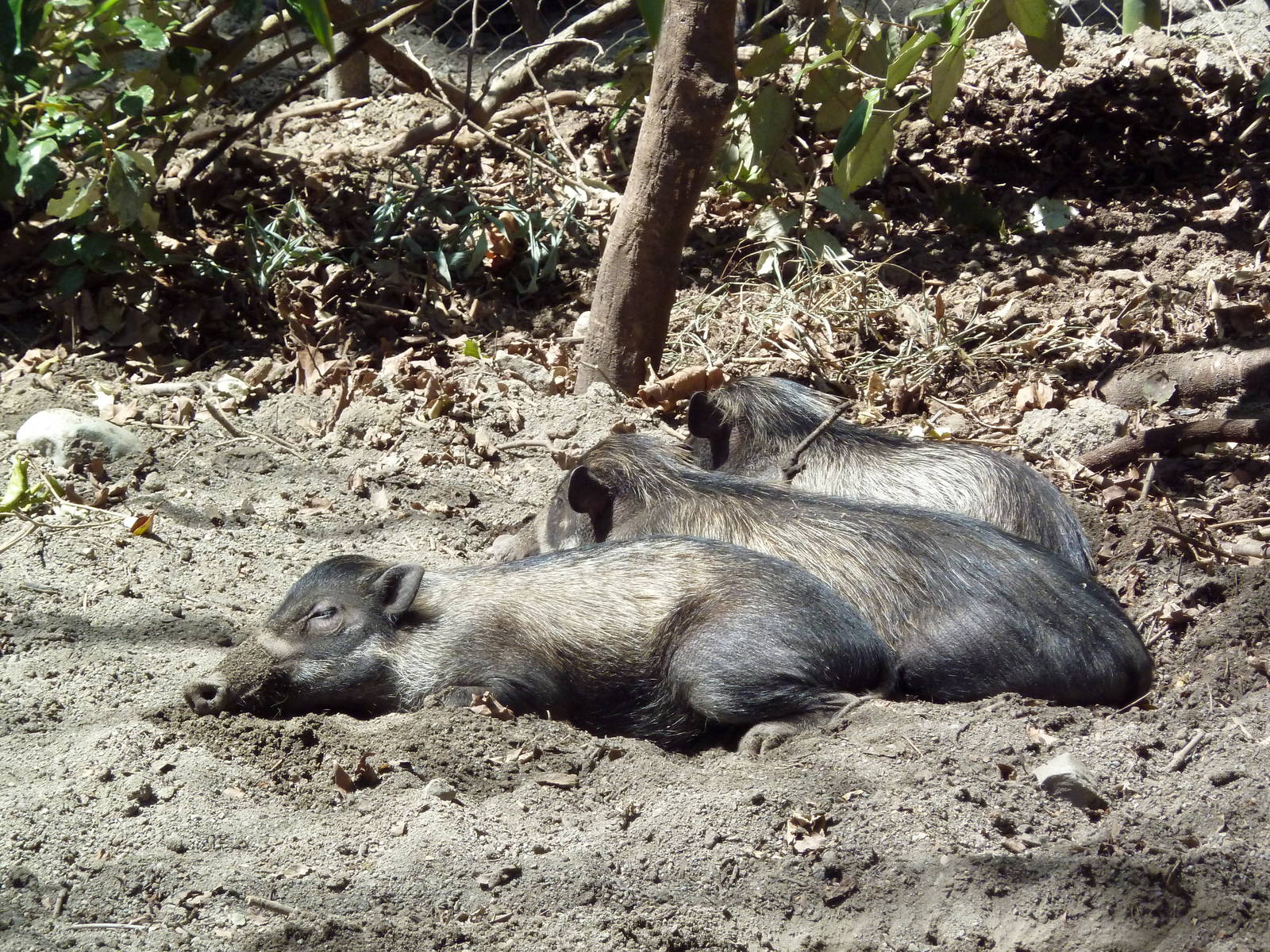 Visayan Warty Pigs