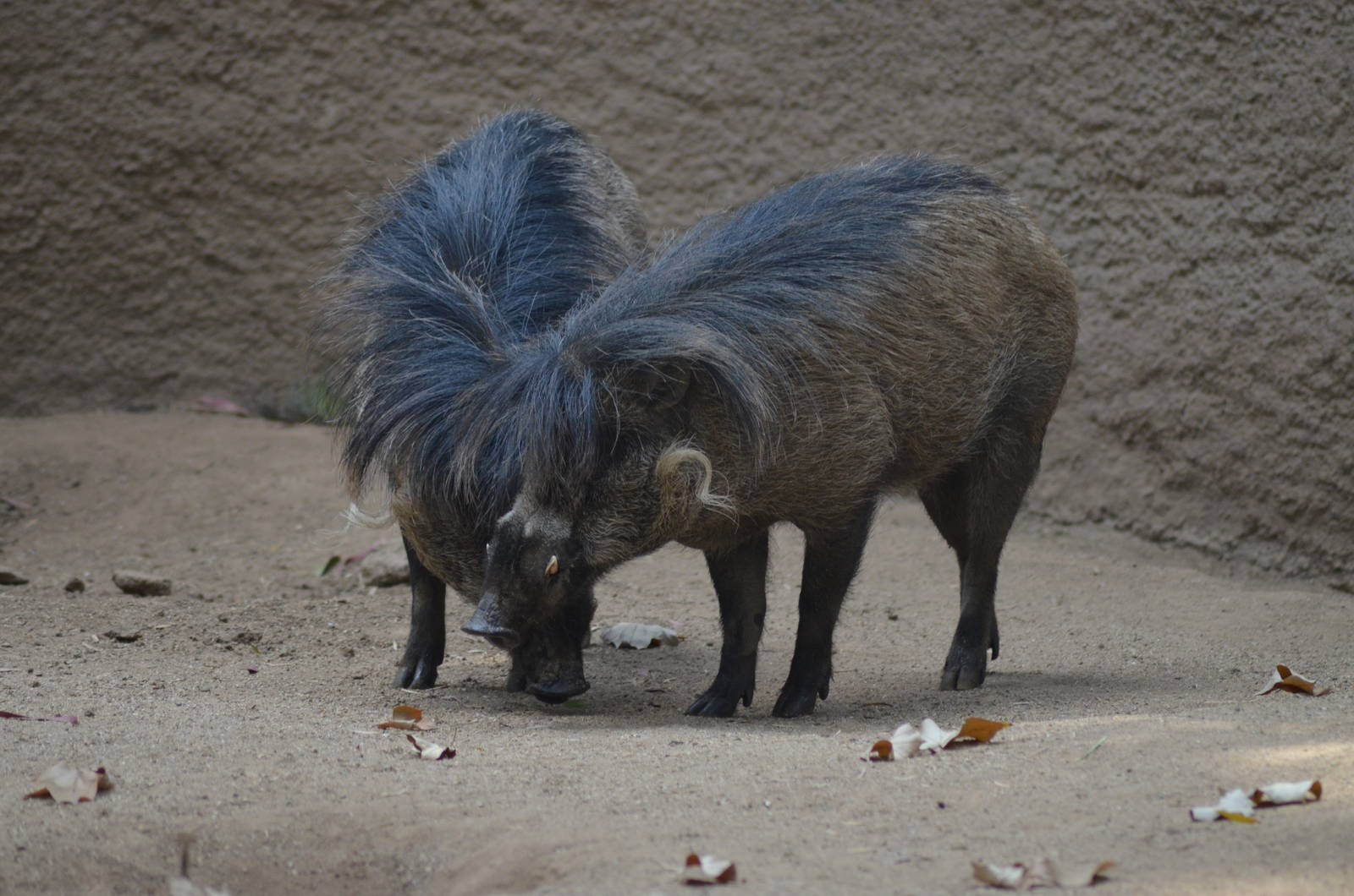 Visayan Warty Pigs