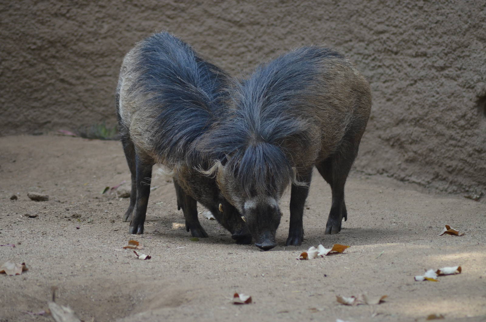 Visayan Warty Pigs