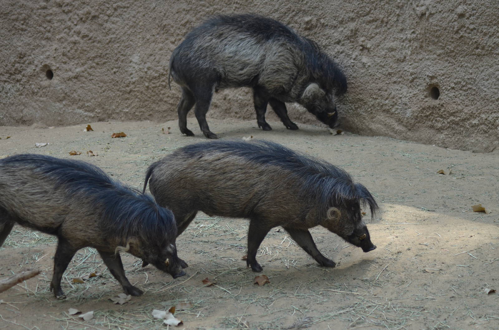 Visayan Warty Pigs