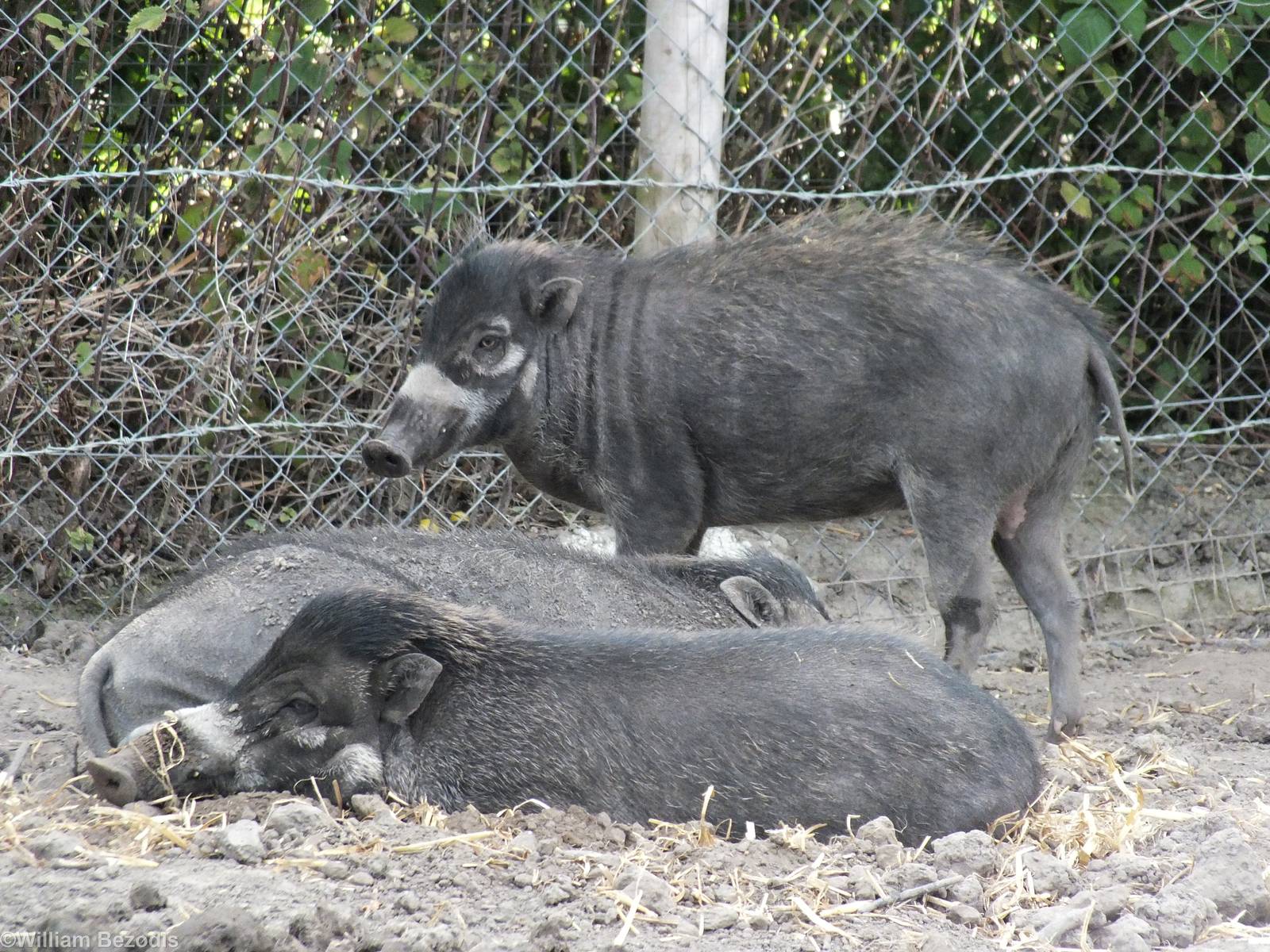 Visayan Warty Pigs