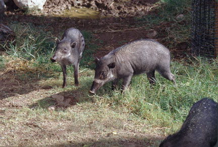 visayan warty pigs