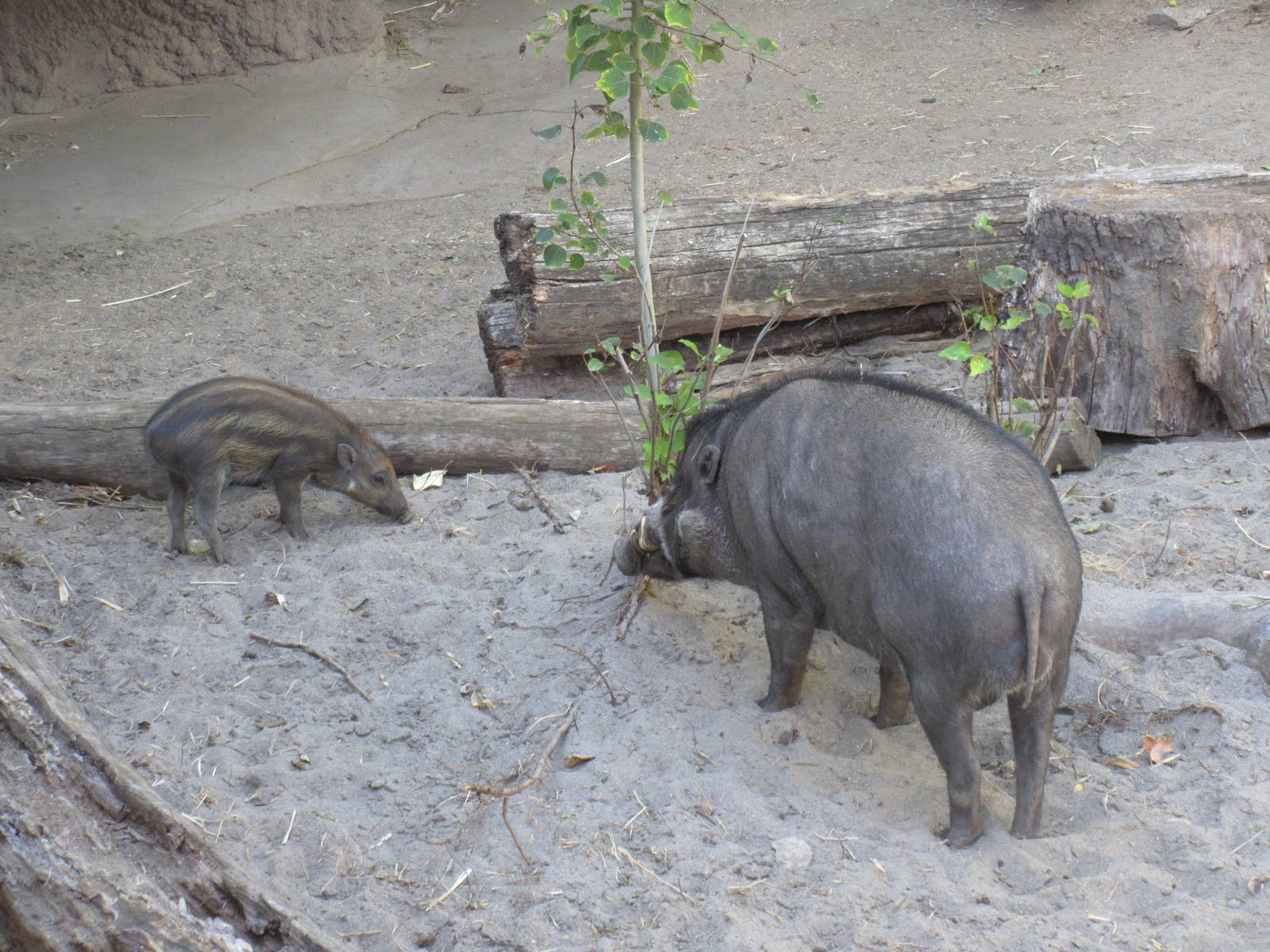 Visayan Warty Pigs
