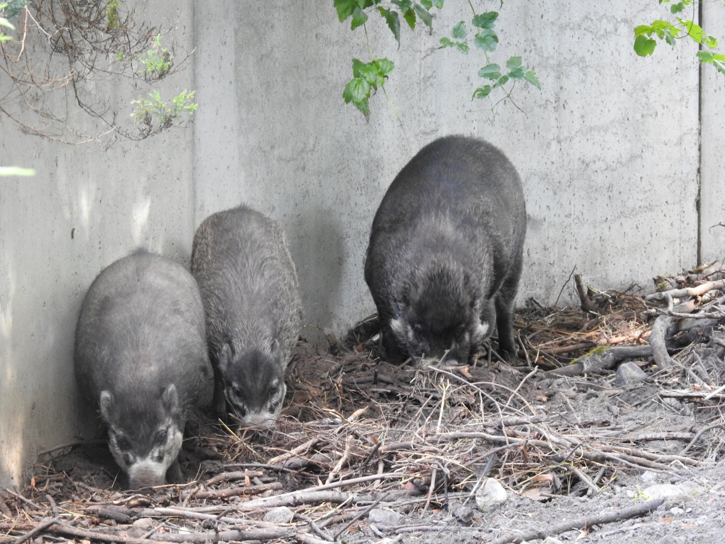 Visayan warty pigs
