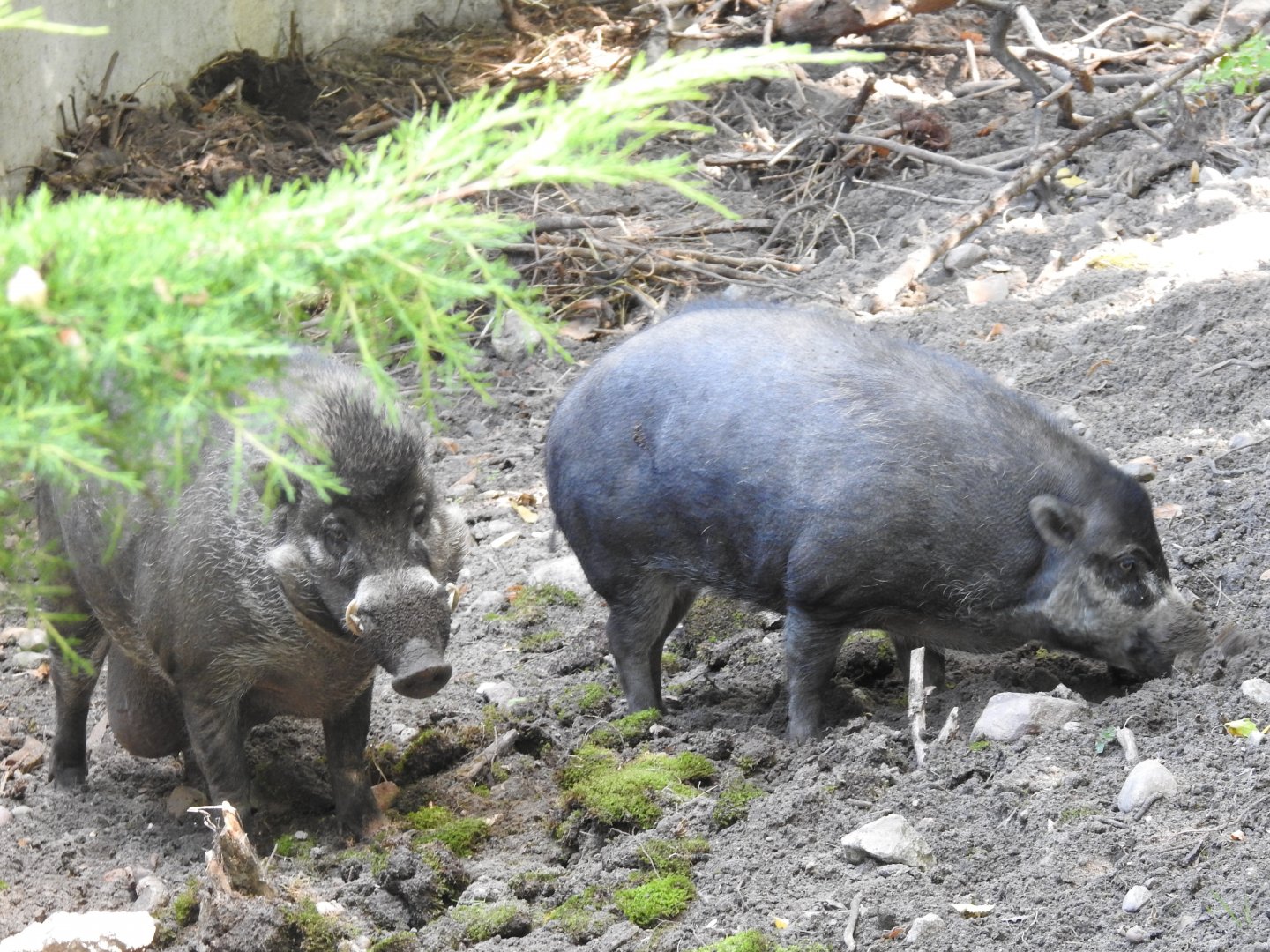 Visayan warty pigs