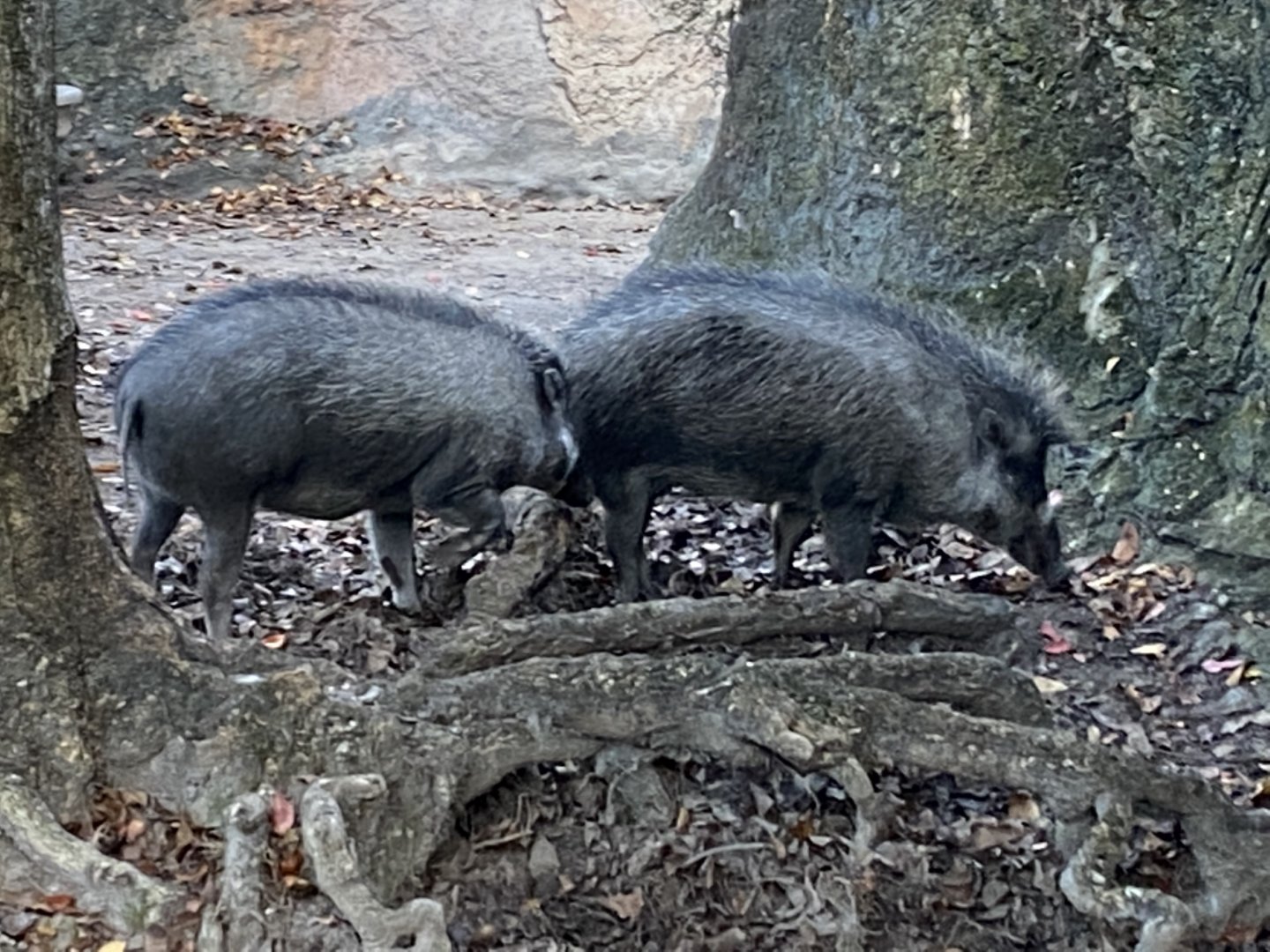 Visayan Warty Pigs