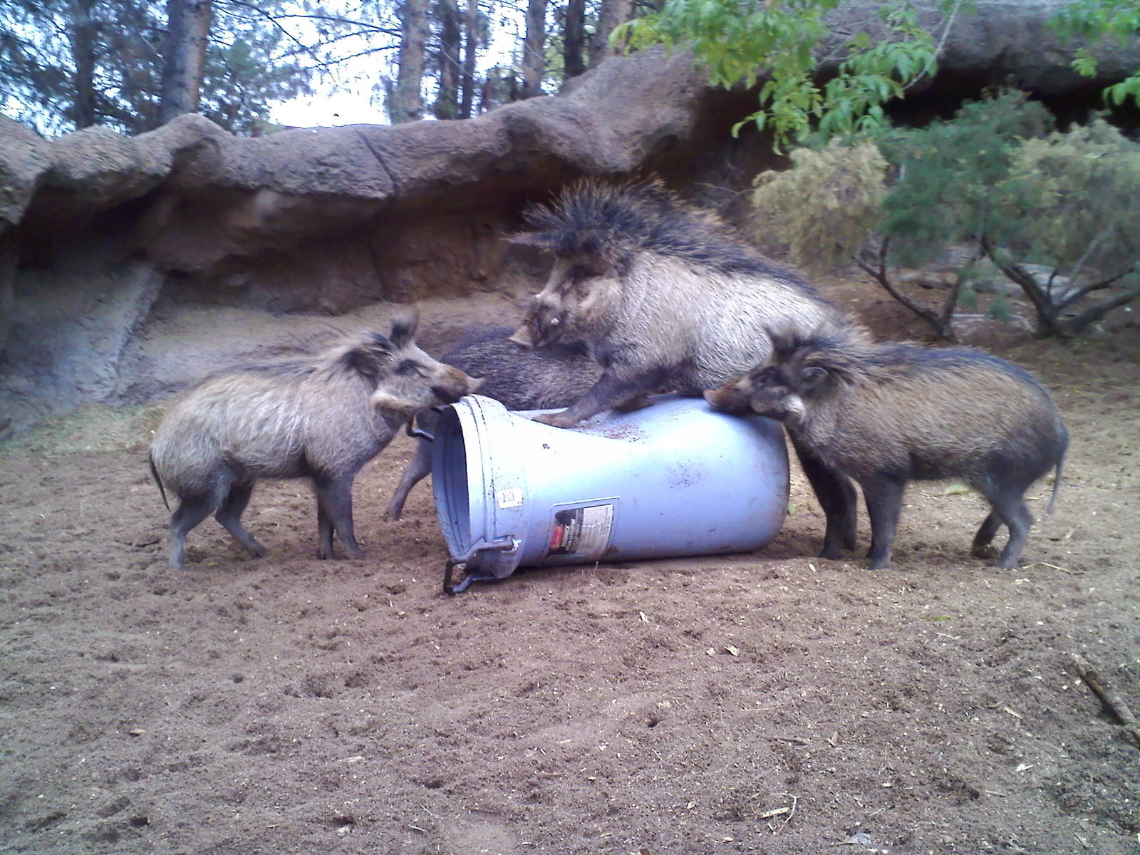 Visayan Warty pigs